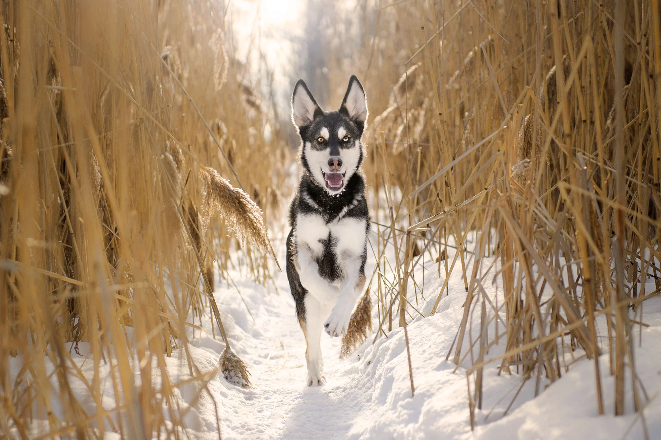 husky-runnning-snow-photo.jpg