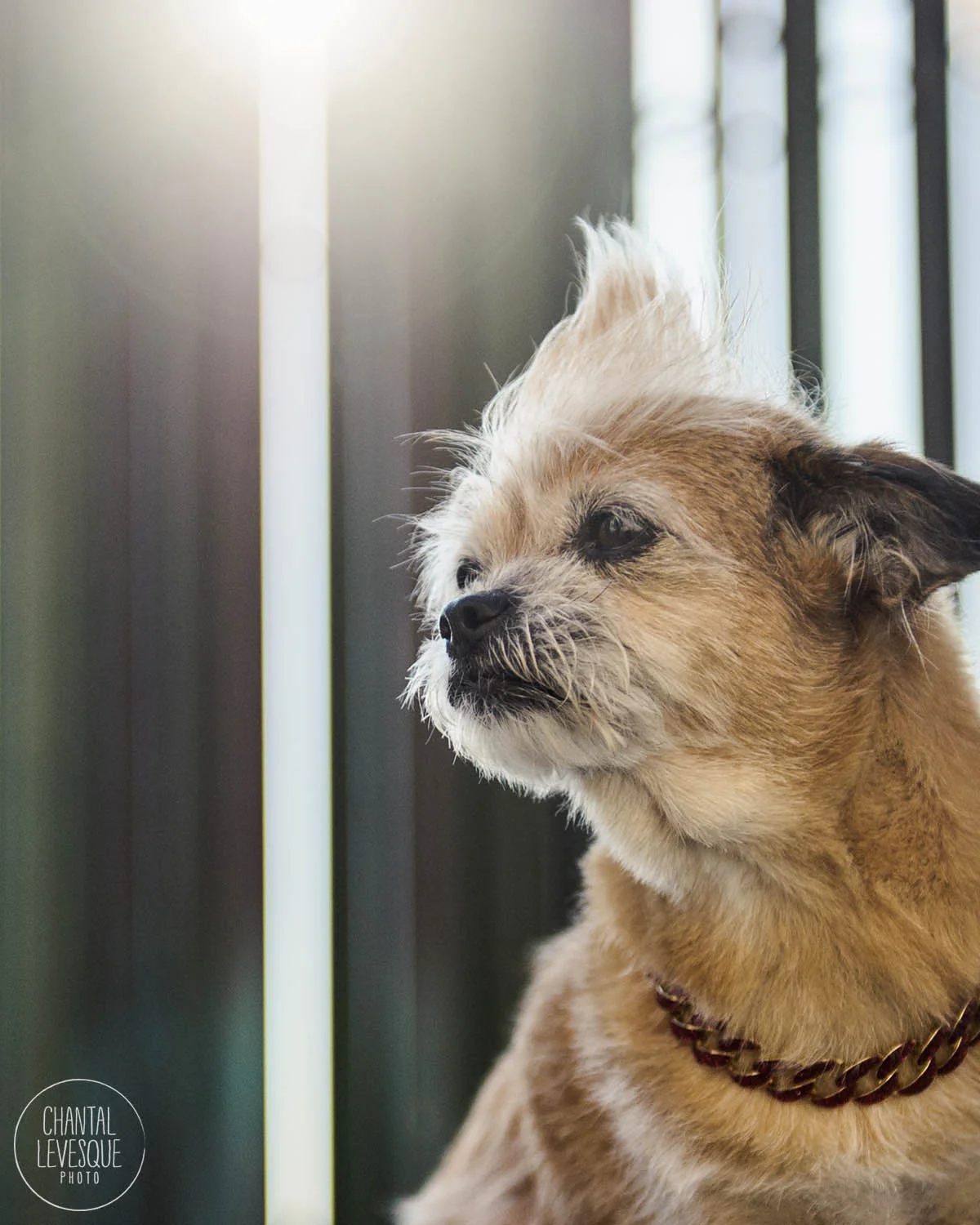 dog-portrait-old-Montreal.jpg