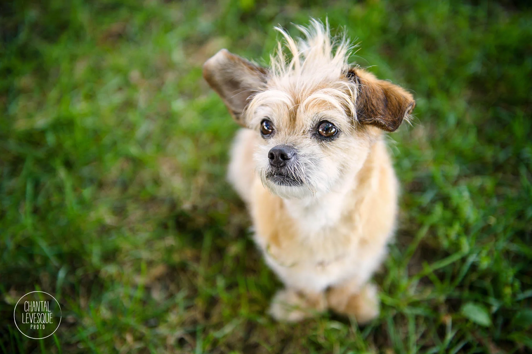 Old-port-Montreal-dog-photography.jpg