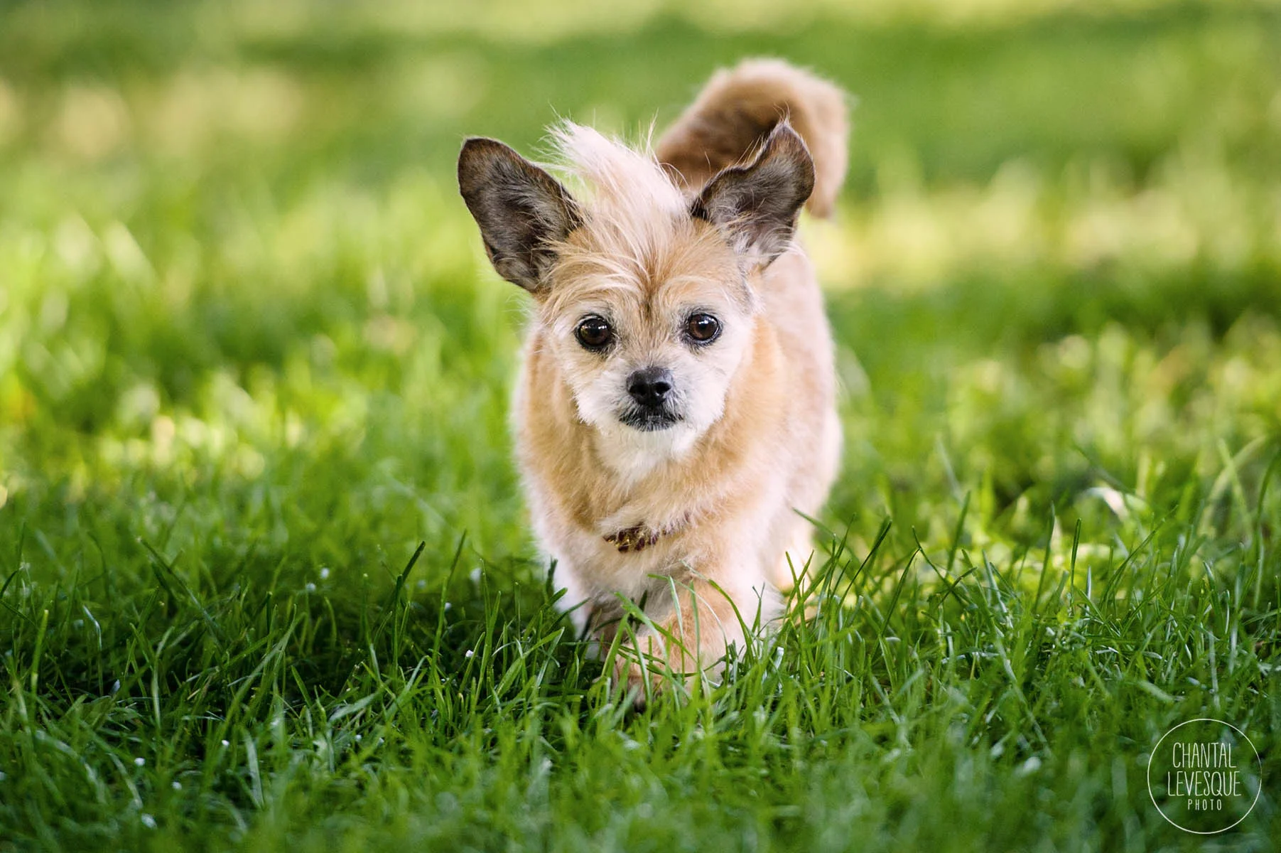 action-dog-photography-montreal.jpg