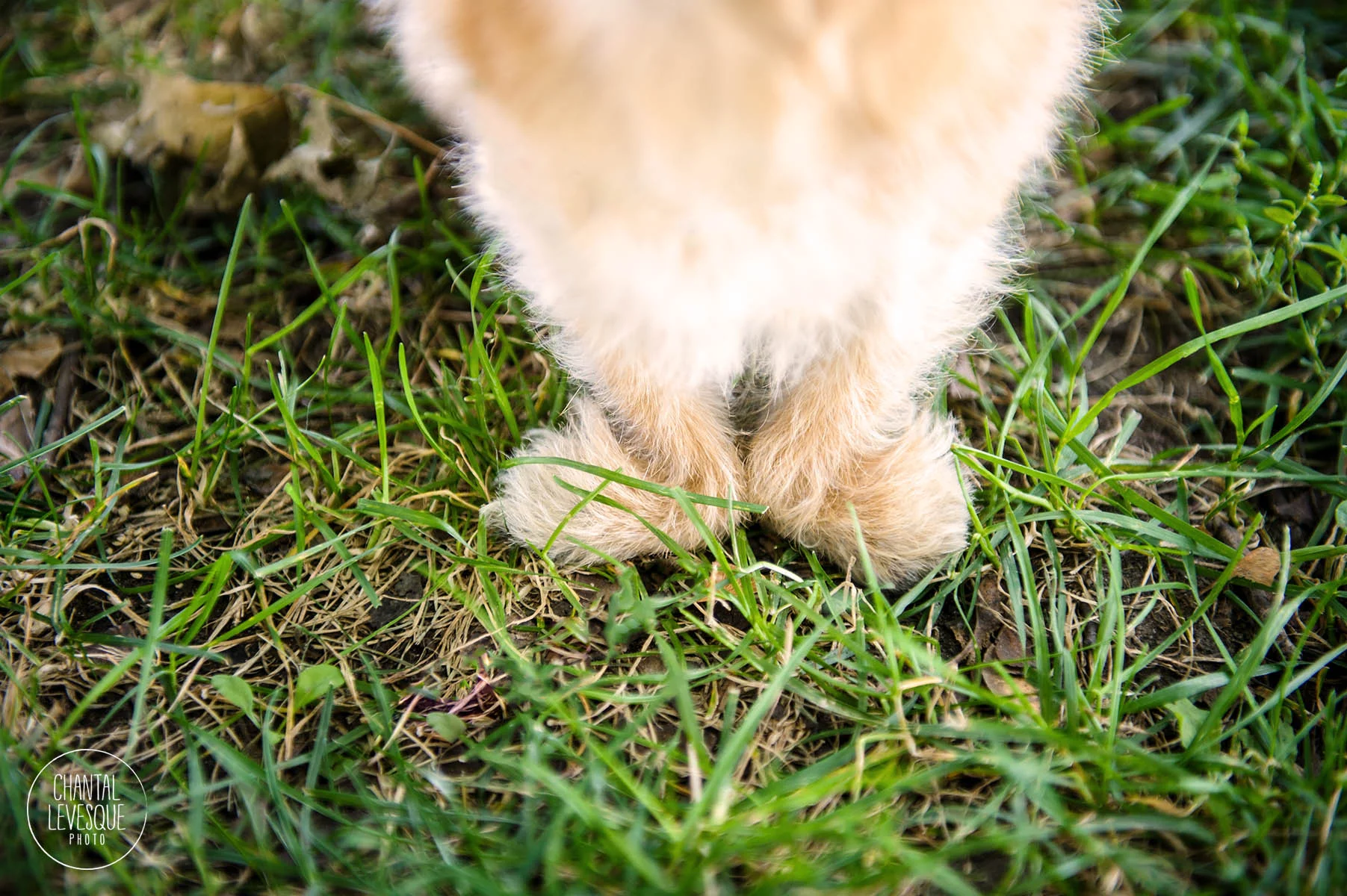 photographe-chiens-quebec.jpg
