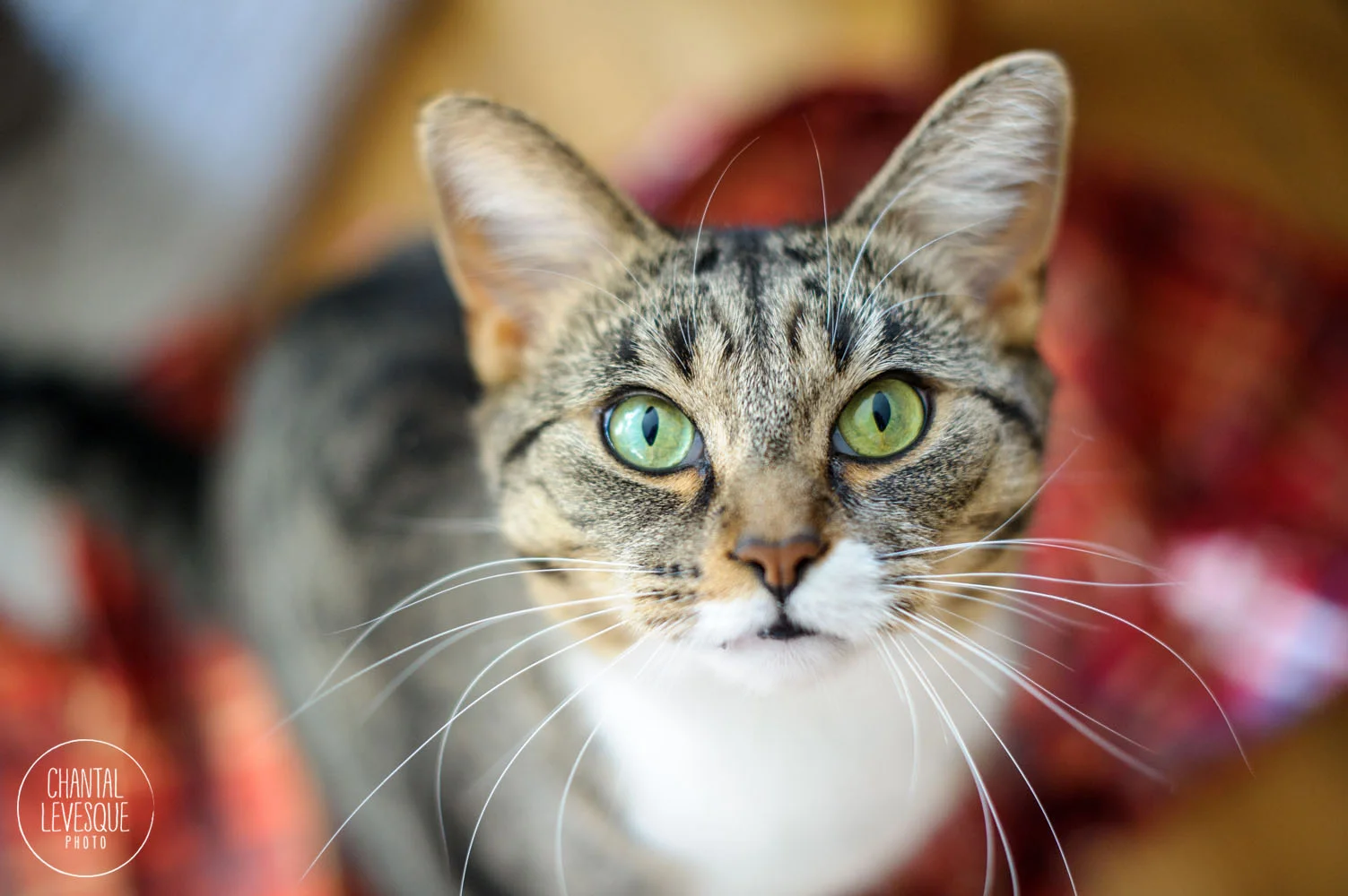 cat-photography-holidays-montreal.jpg