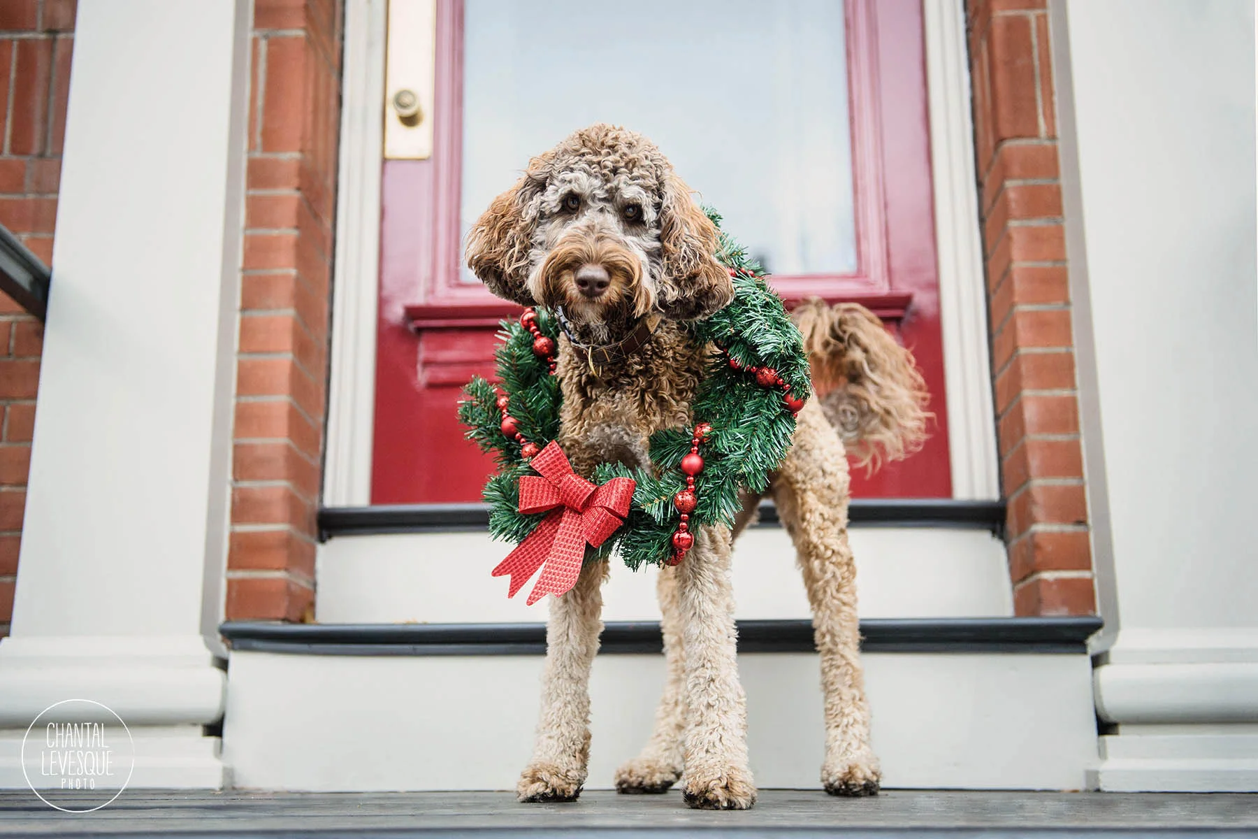 dog-christmas-wreath-montreal-photographer.jpg