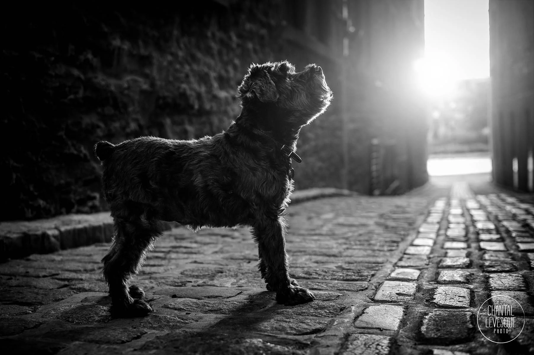 artistic-dog-photography-montreal.jpg