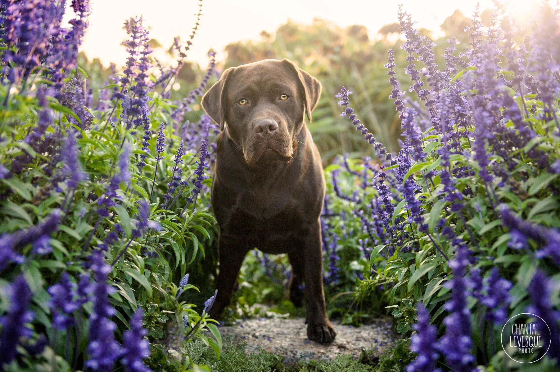 labrador-retriever-portrait-flowers.jpg