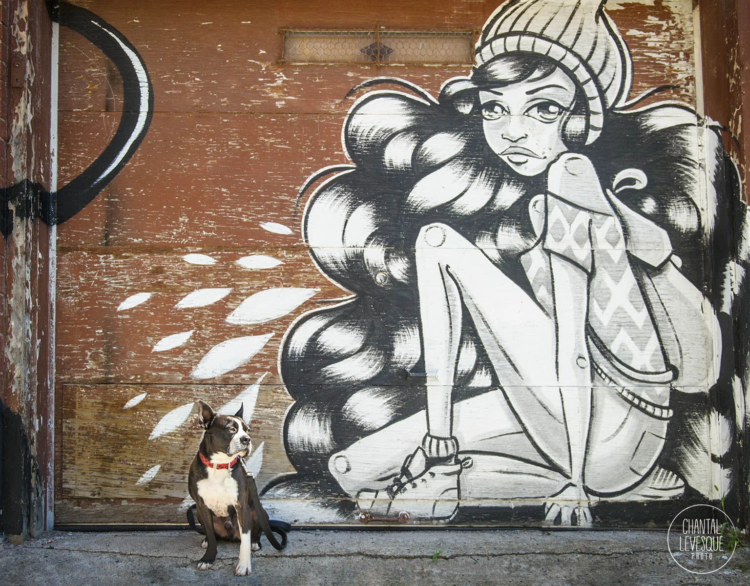 boston-terrier-street-art-photo.jpg