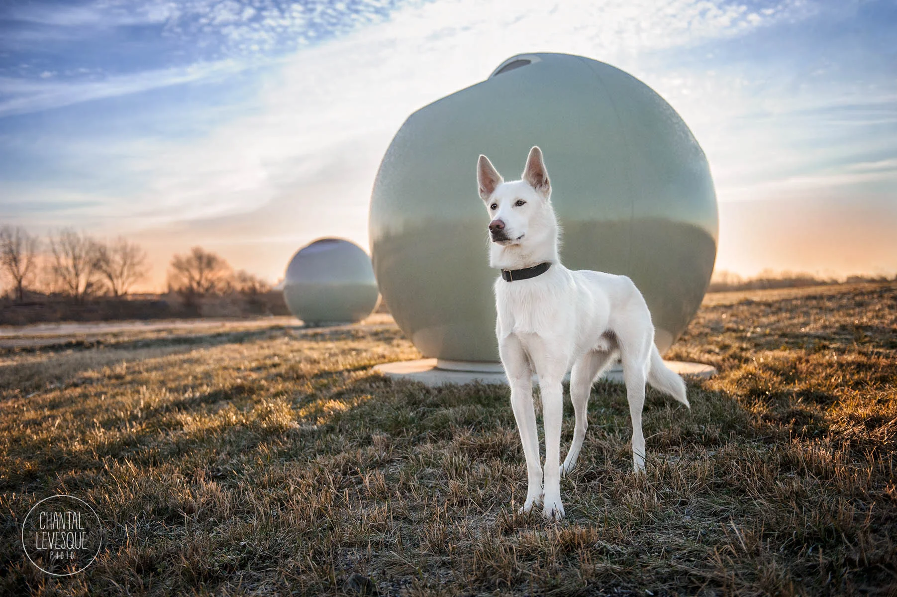 white-husky-sci-fi-portrait.jpg