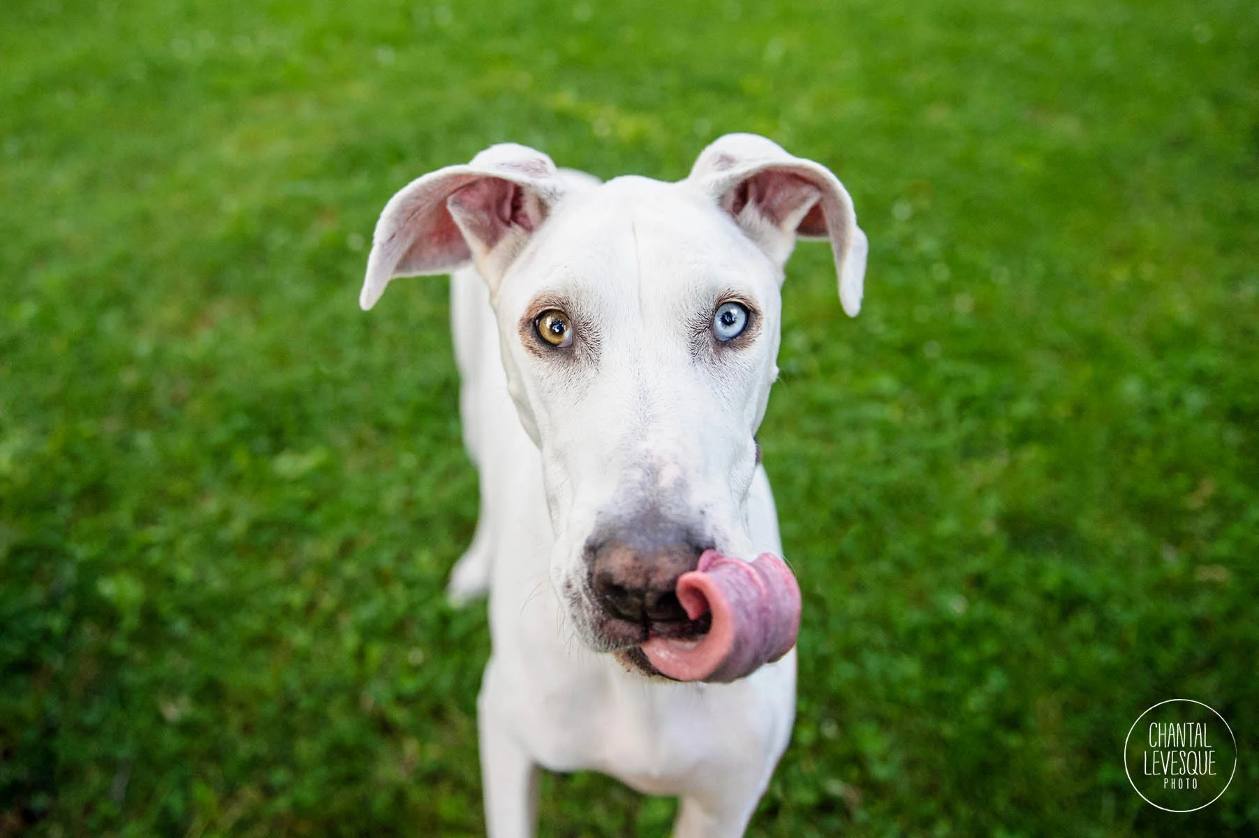 great-dane-professional-photography-montreal.jpg