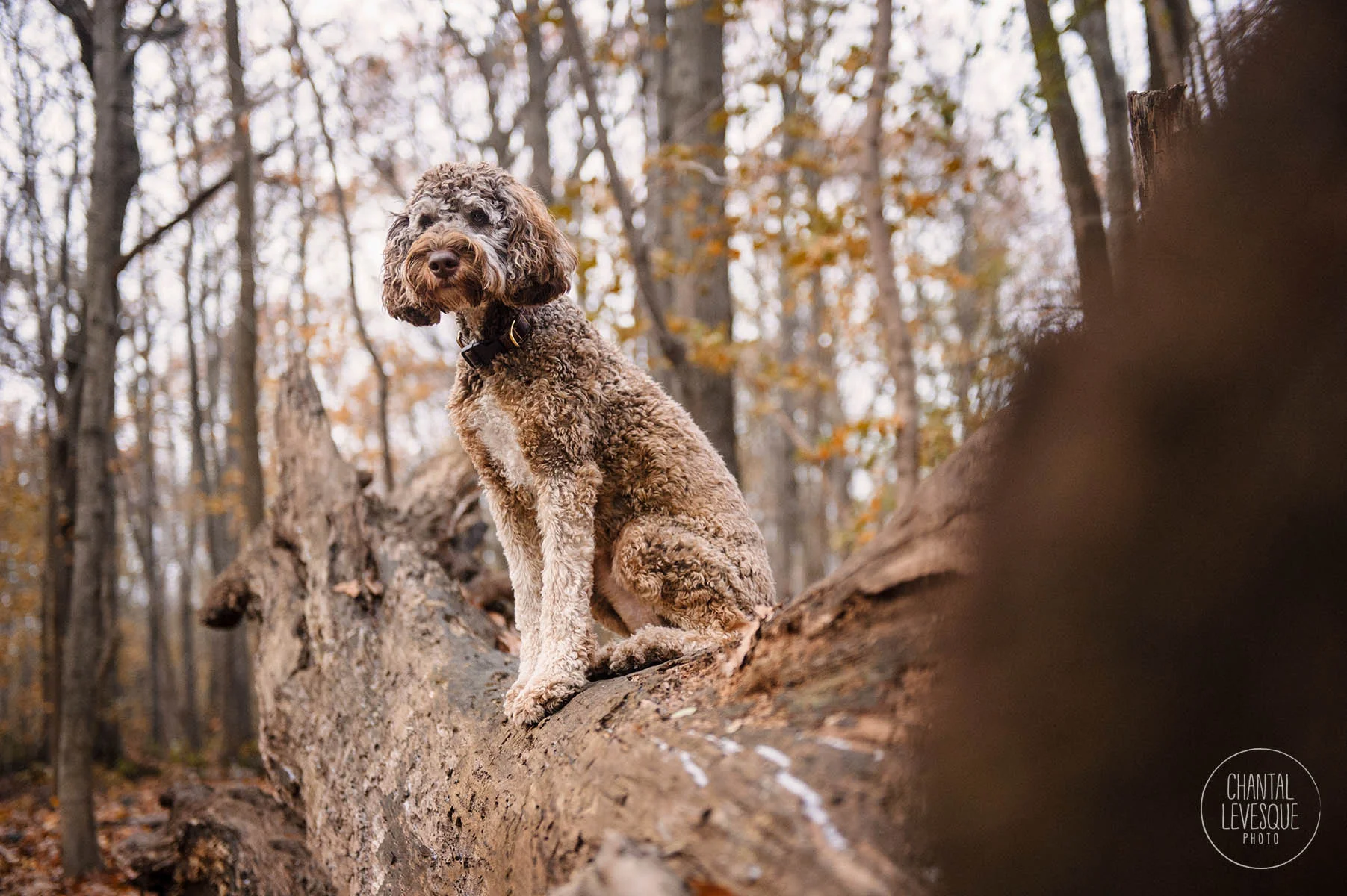doodle-forest-photography-westmount.jpg