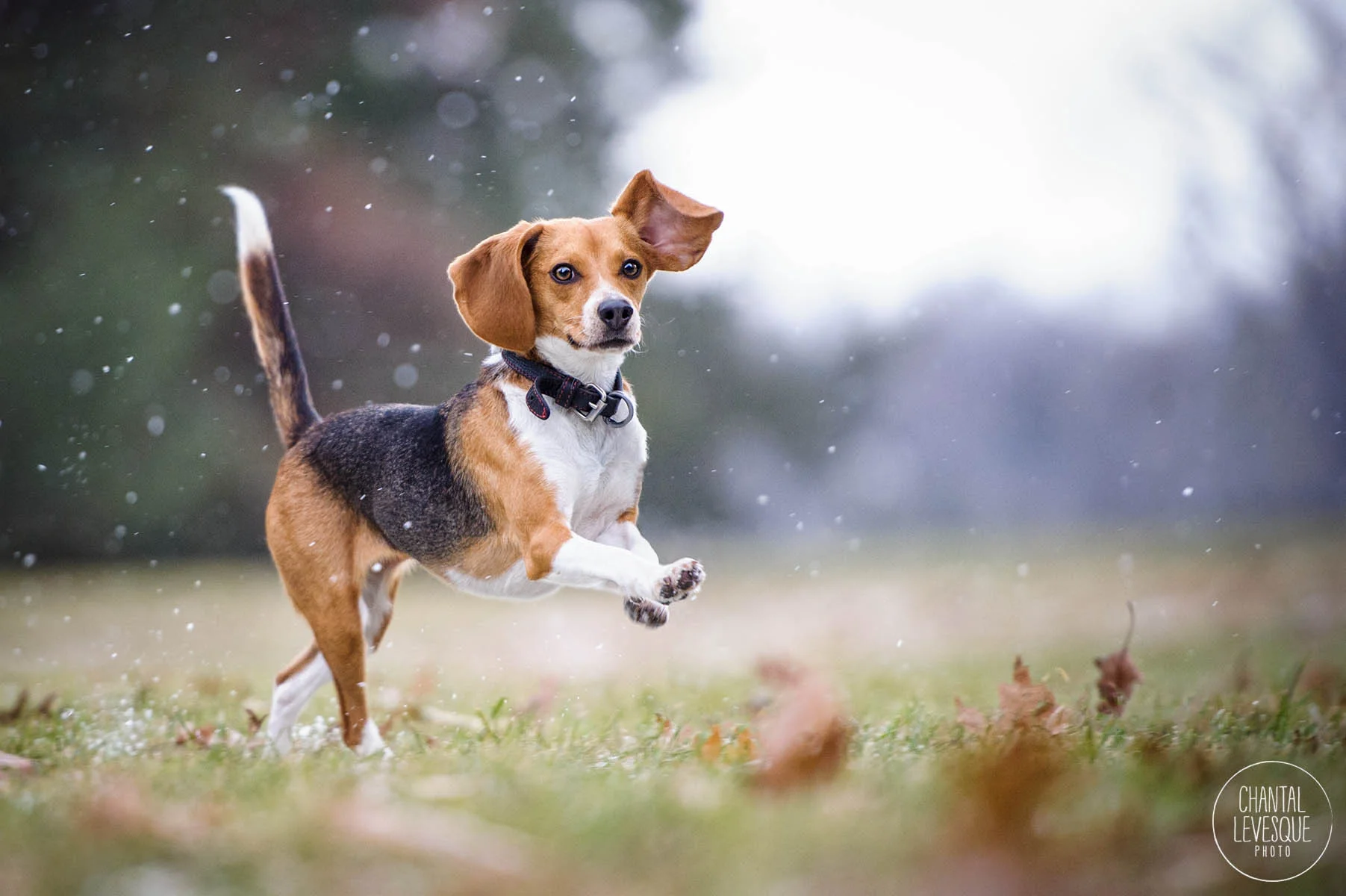 happy-beagle-parc-maisonneuve.jpg
