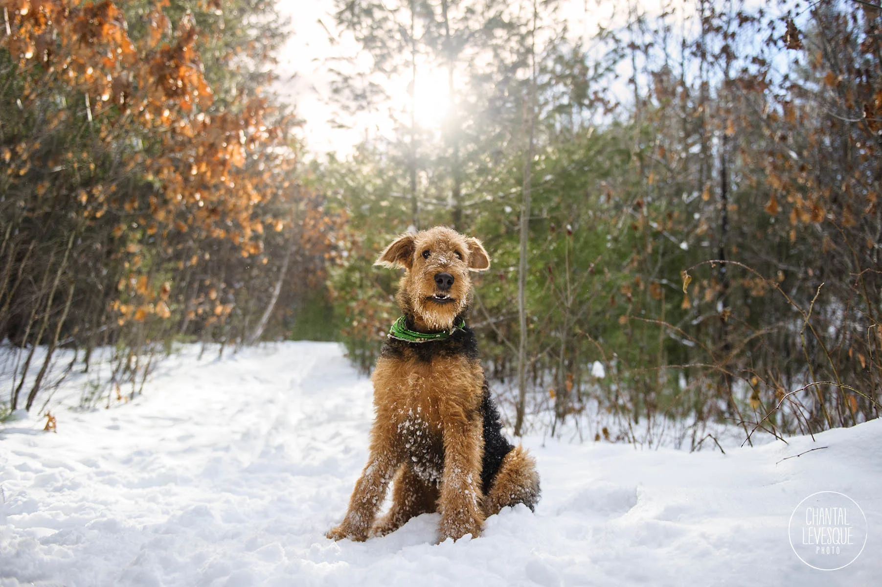 airdale-smile-winter-portrait.jpg