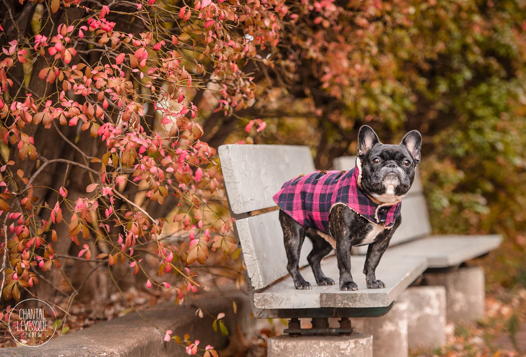 french-bulldog-fall-fashion.jpg