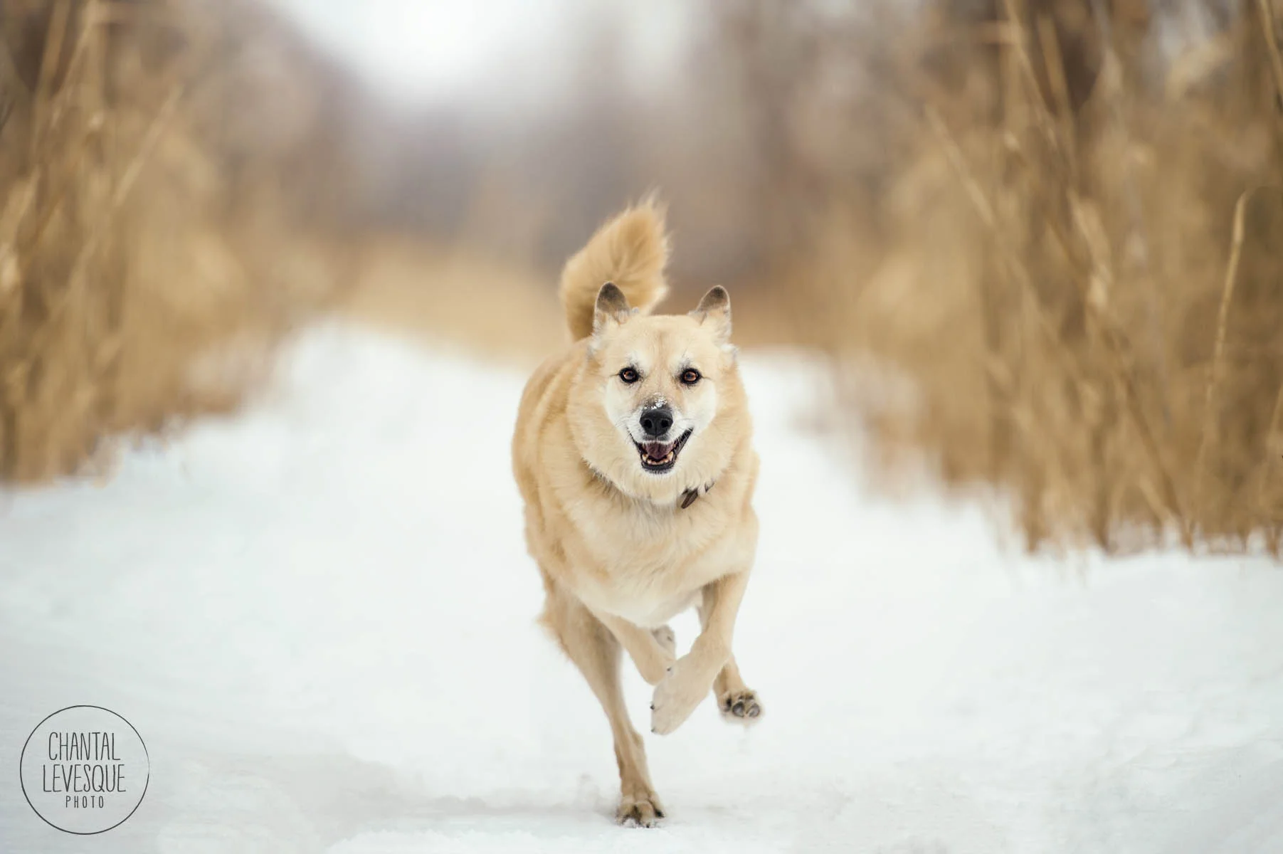 dog-fun-snow-canada-photographer.jpg