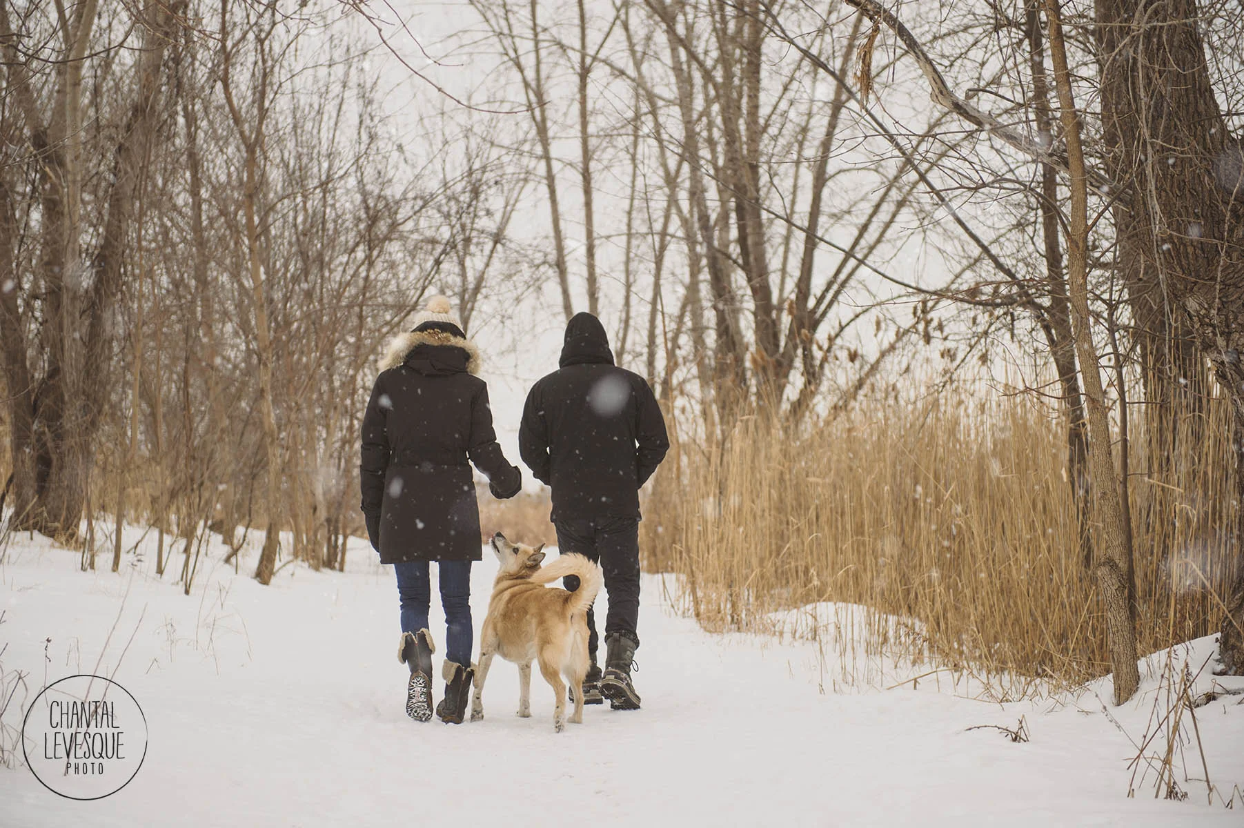 professional-dog-photography.jpg