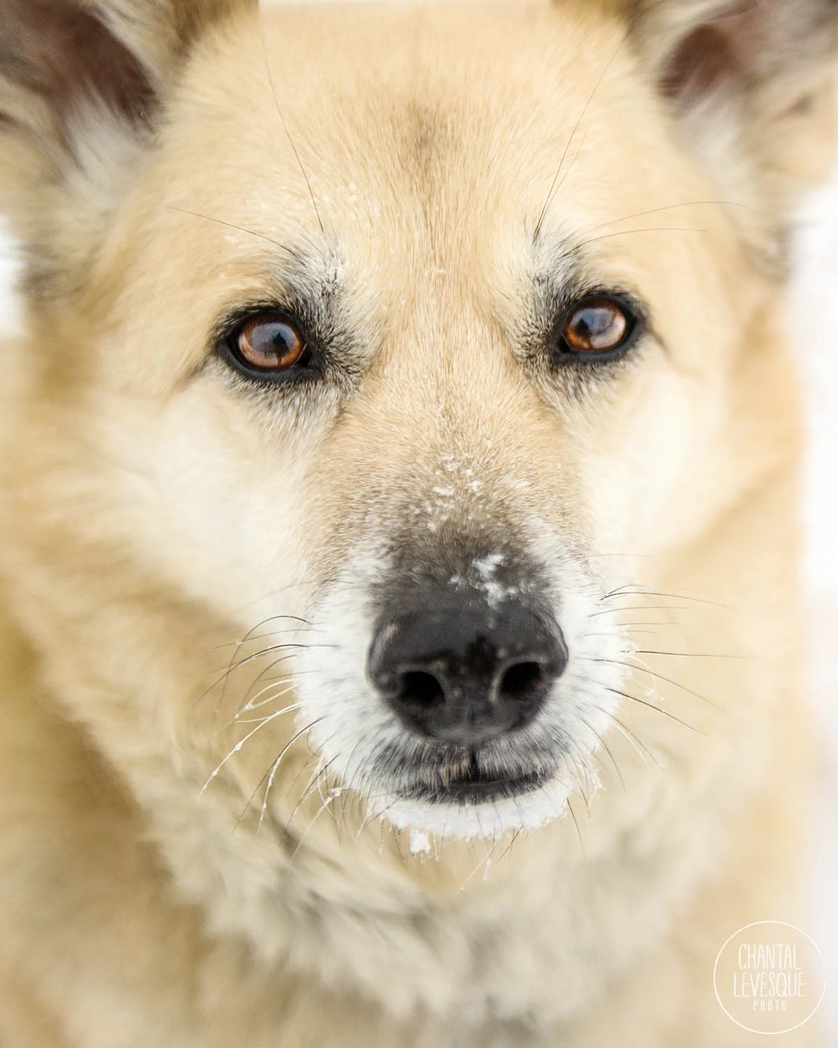 montreal-professional-dog-photography.jpg