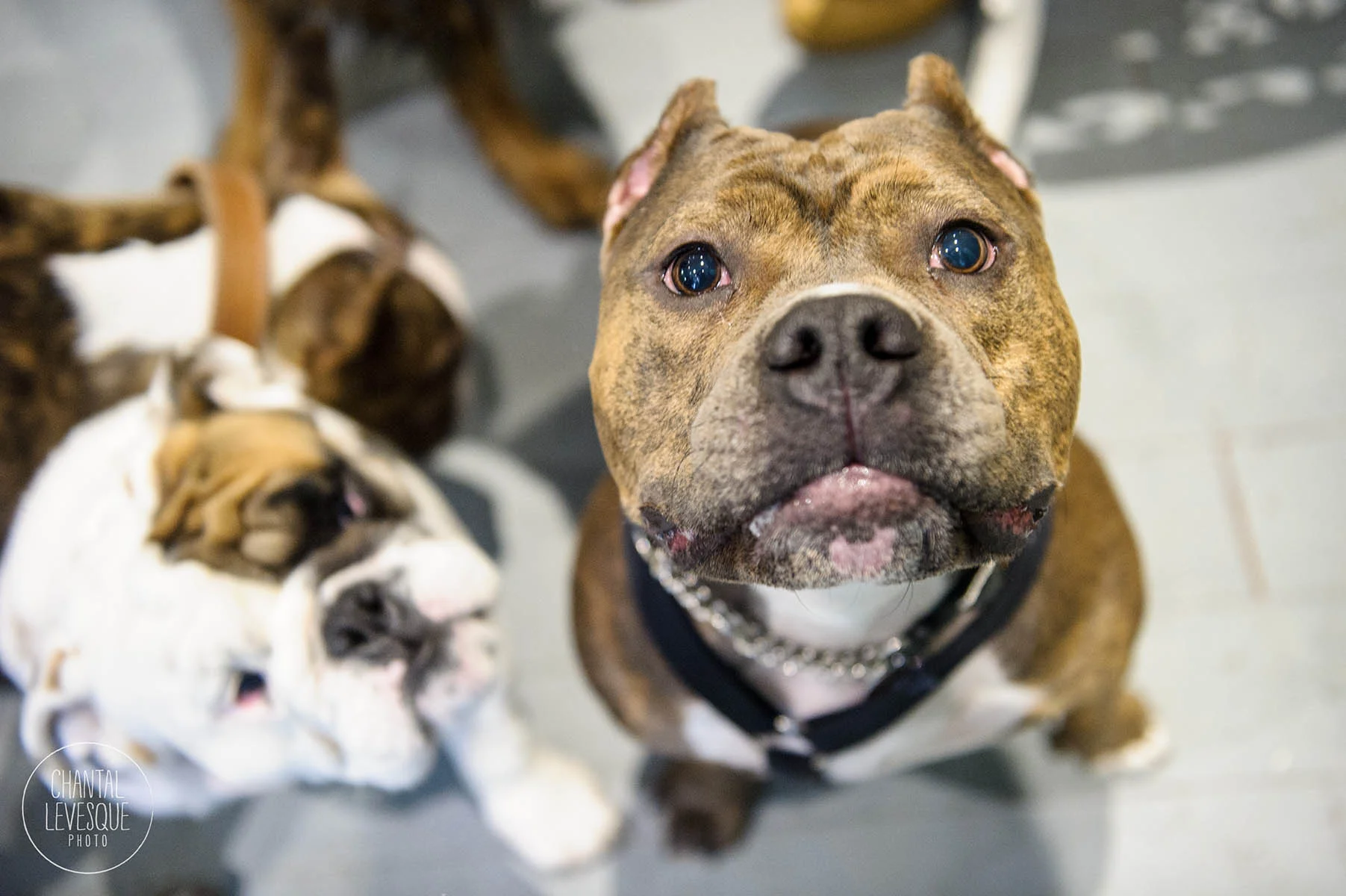 Doggy-casting-pitbulls-4638.jpg