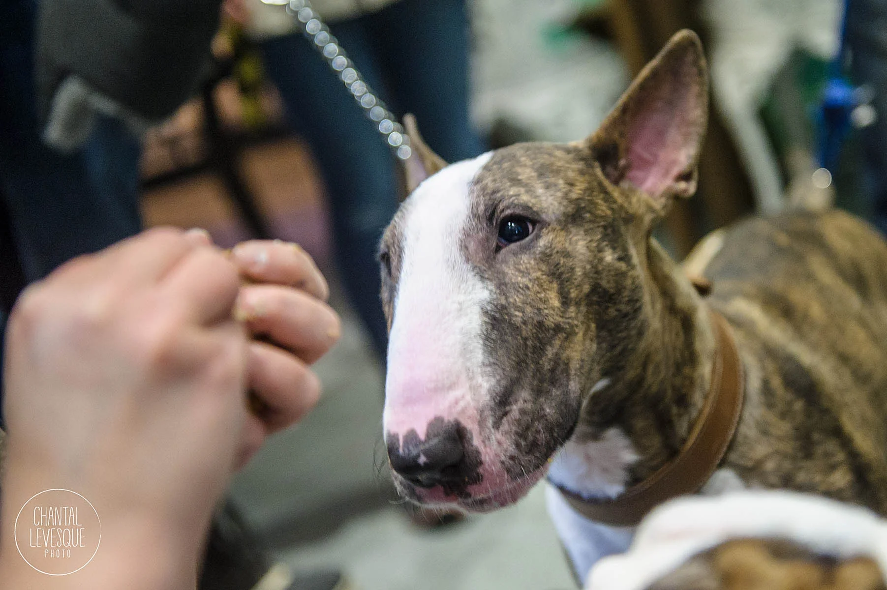 Doggy-casting-pitbulls-4782.jpg