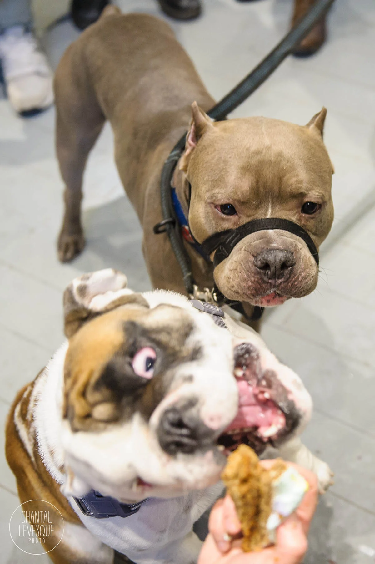 Doggy-casting-pitbulls-4827.jpg