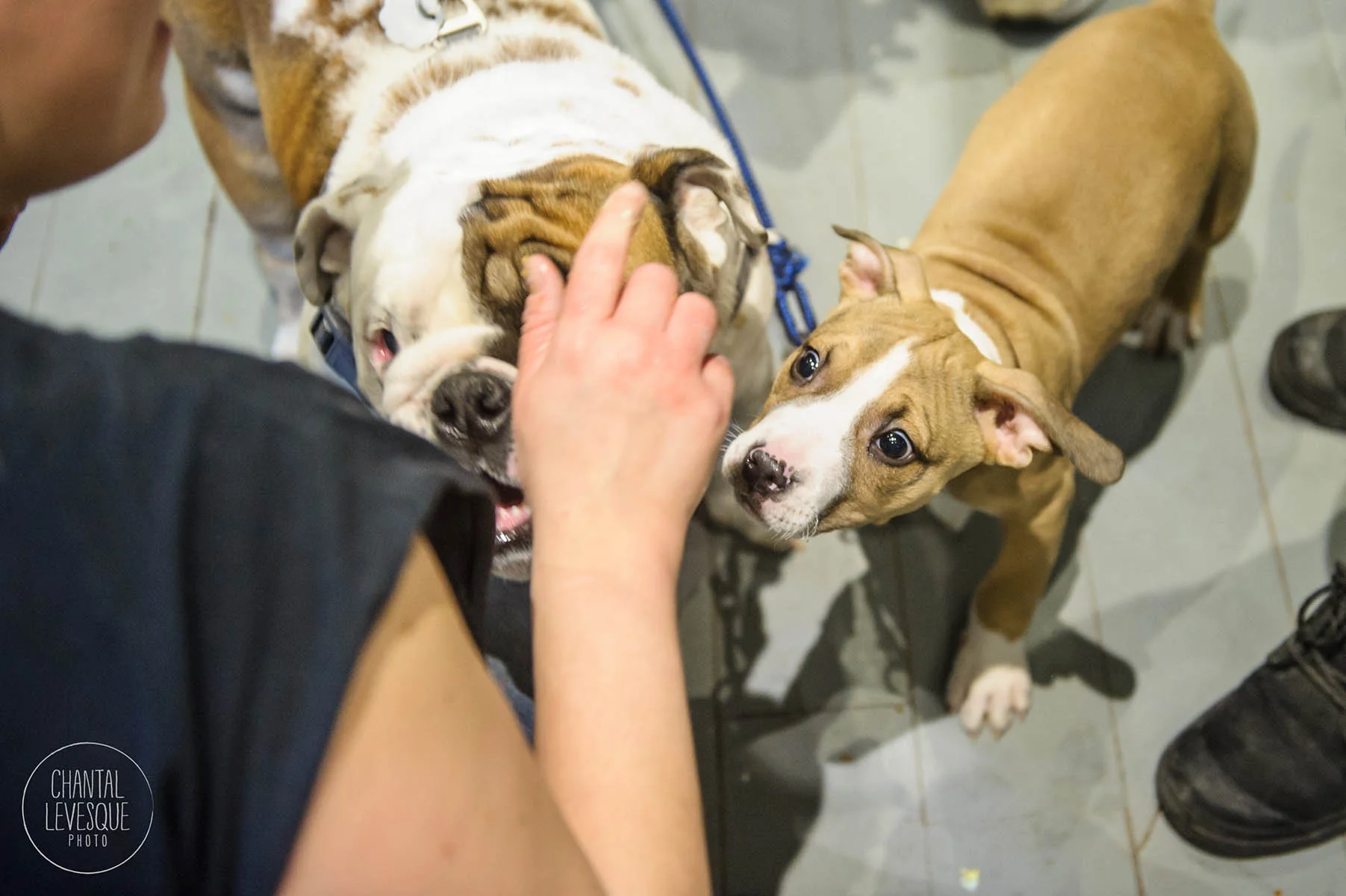 Doggy-casting-pitbulls-4849.jpg