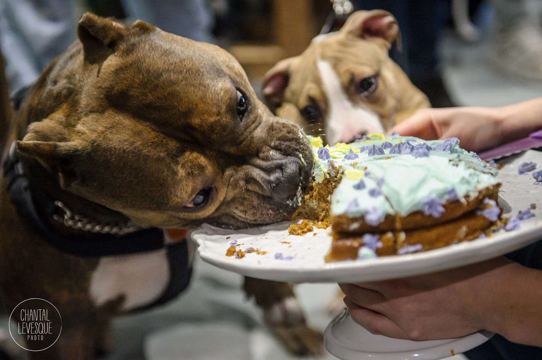 Doggy-casting-pitbulls-4935.jpg