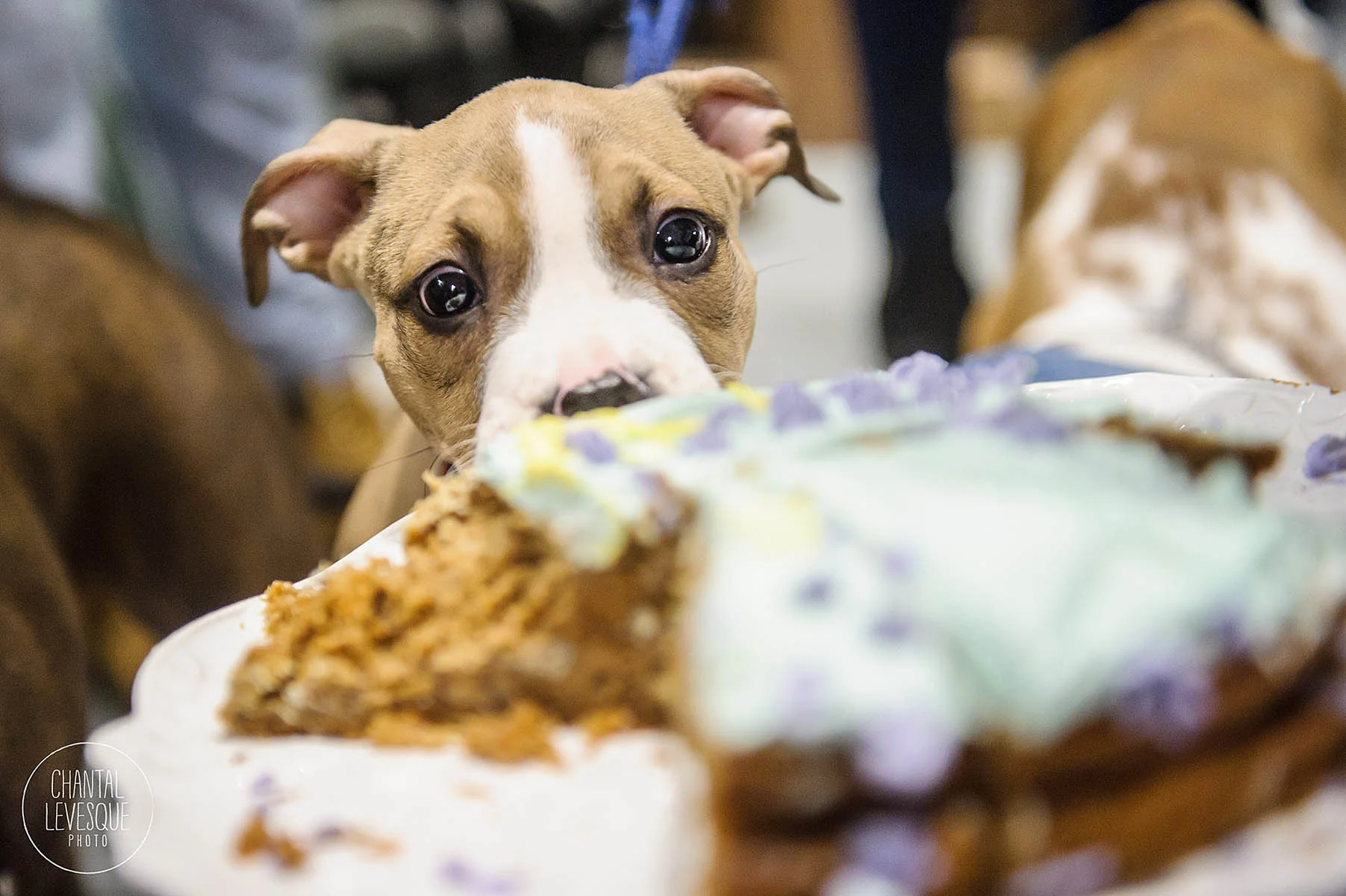 Doggy-casting-pitbulls-4963.jpg