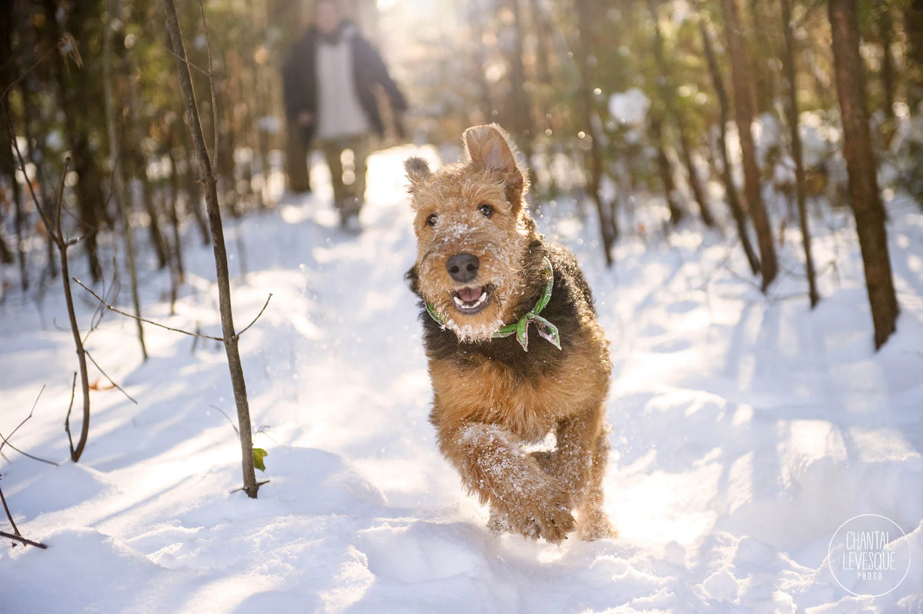 airdale-terrier-snow-photography-montreal.jpg