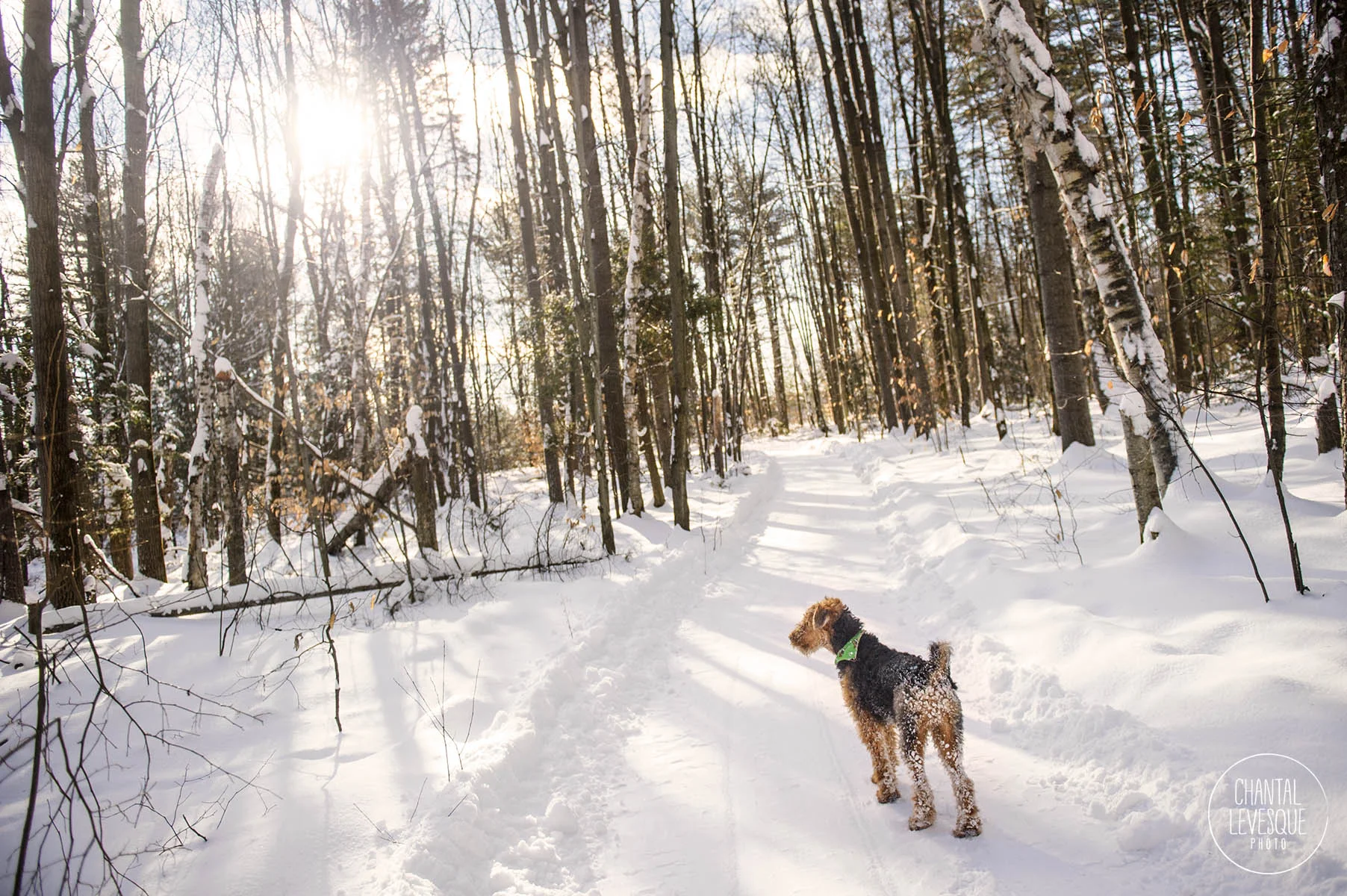 professional-dog-photographer-montreal.jpg