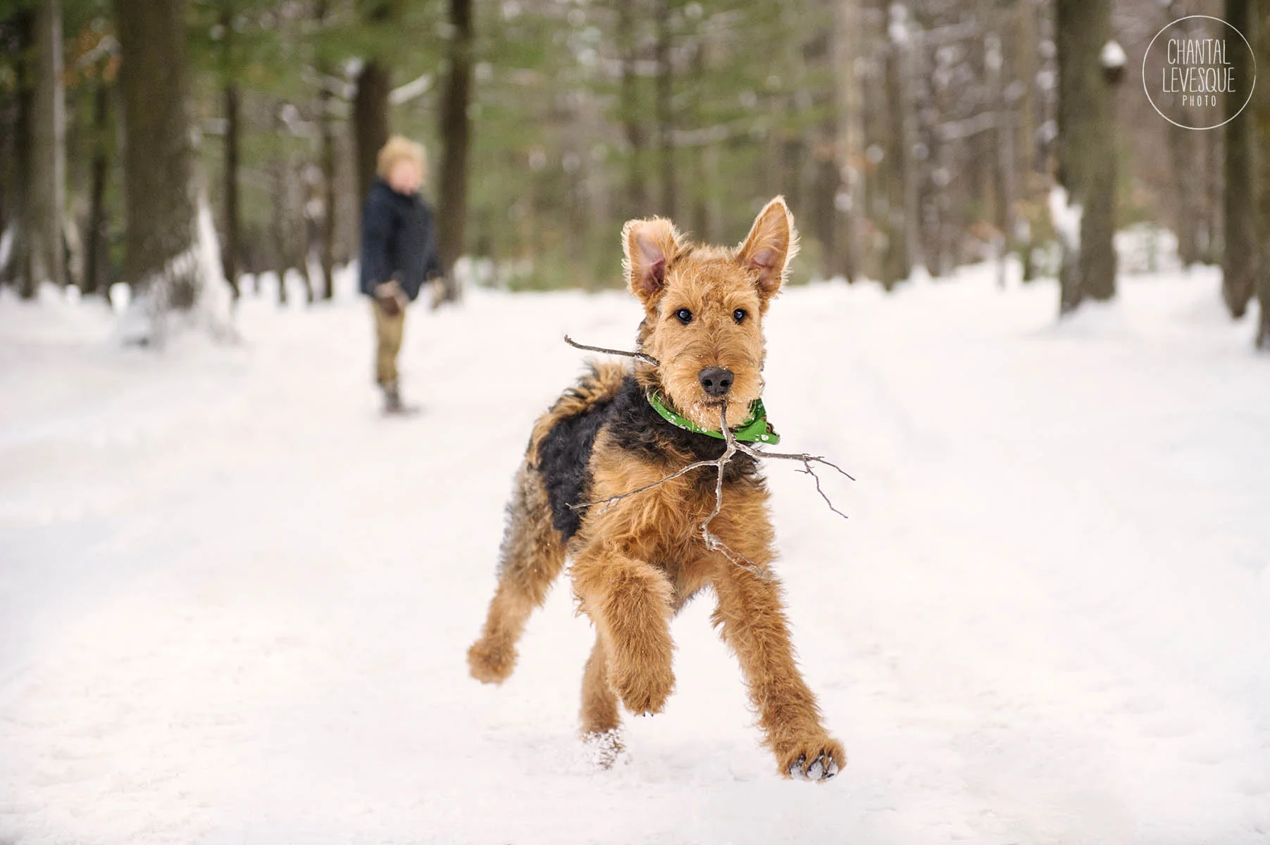 cute-dog-photo-quebec.jpg