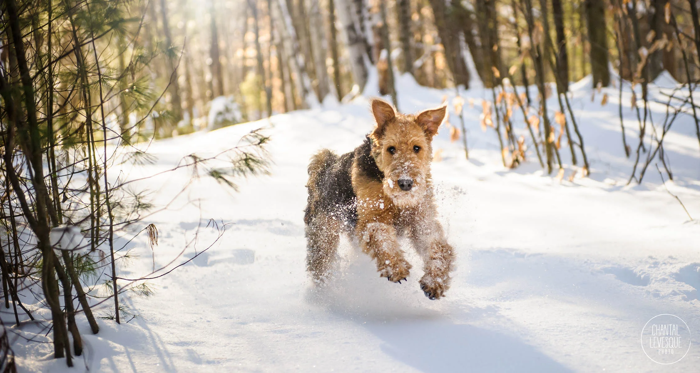 dog-running-snow-photography.jpg