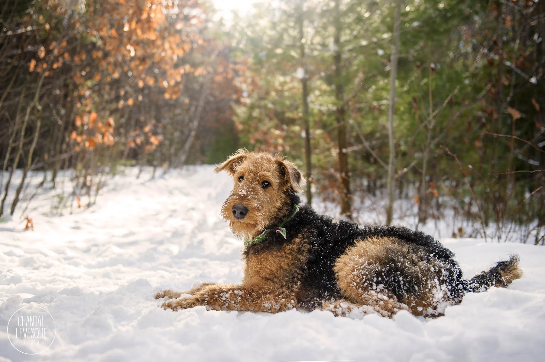 photographe-professionnelle-chien-quebec.jpg