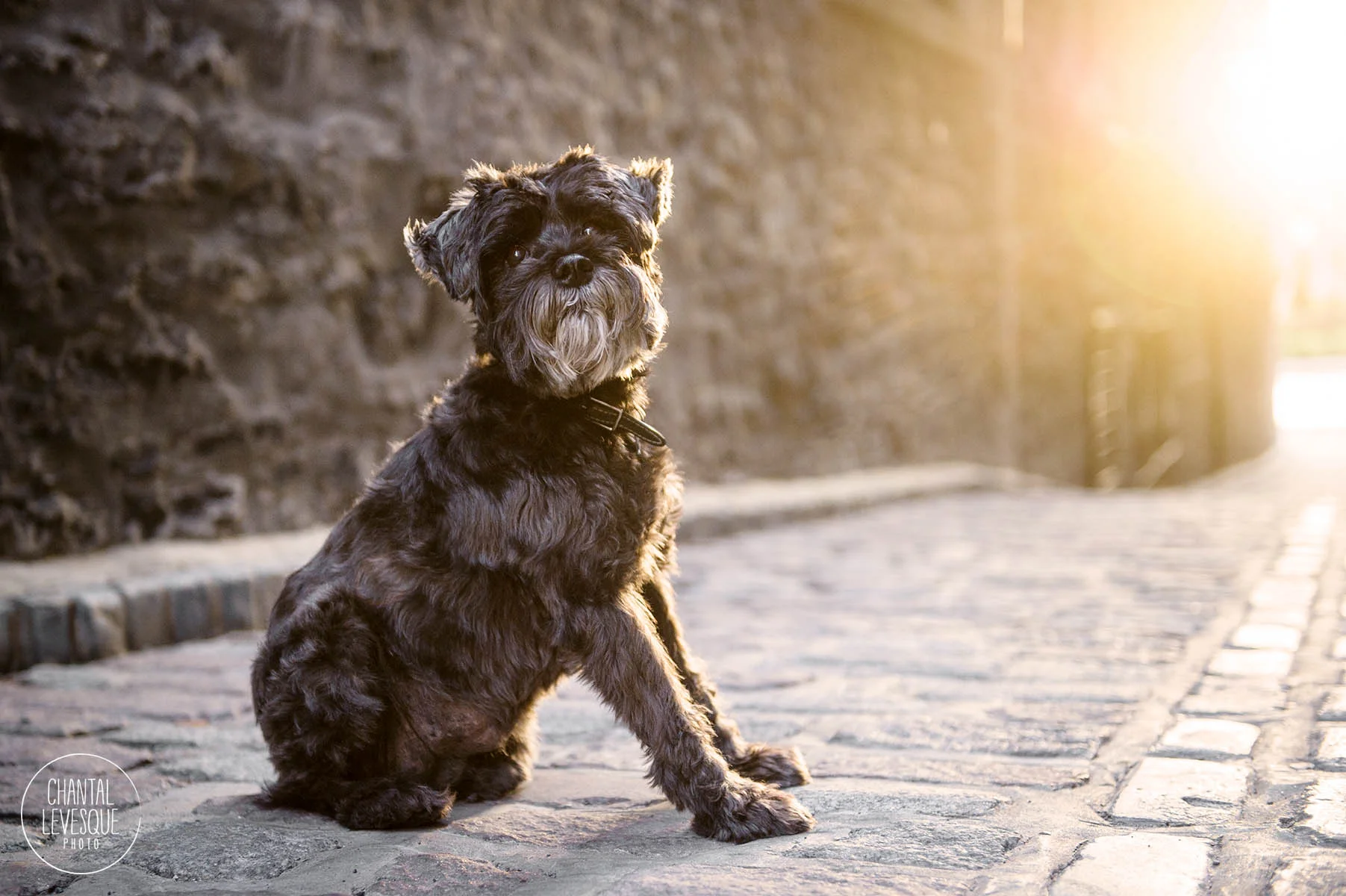 professional-dog-photographer-old-montreal.jpg