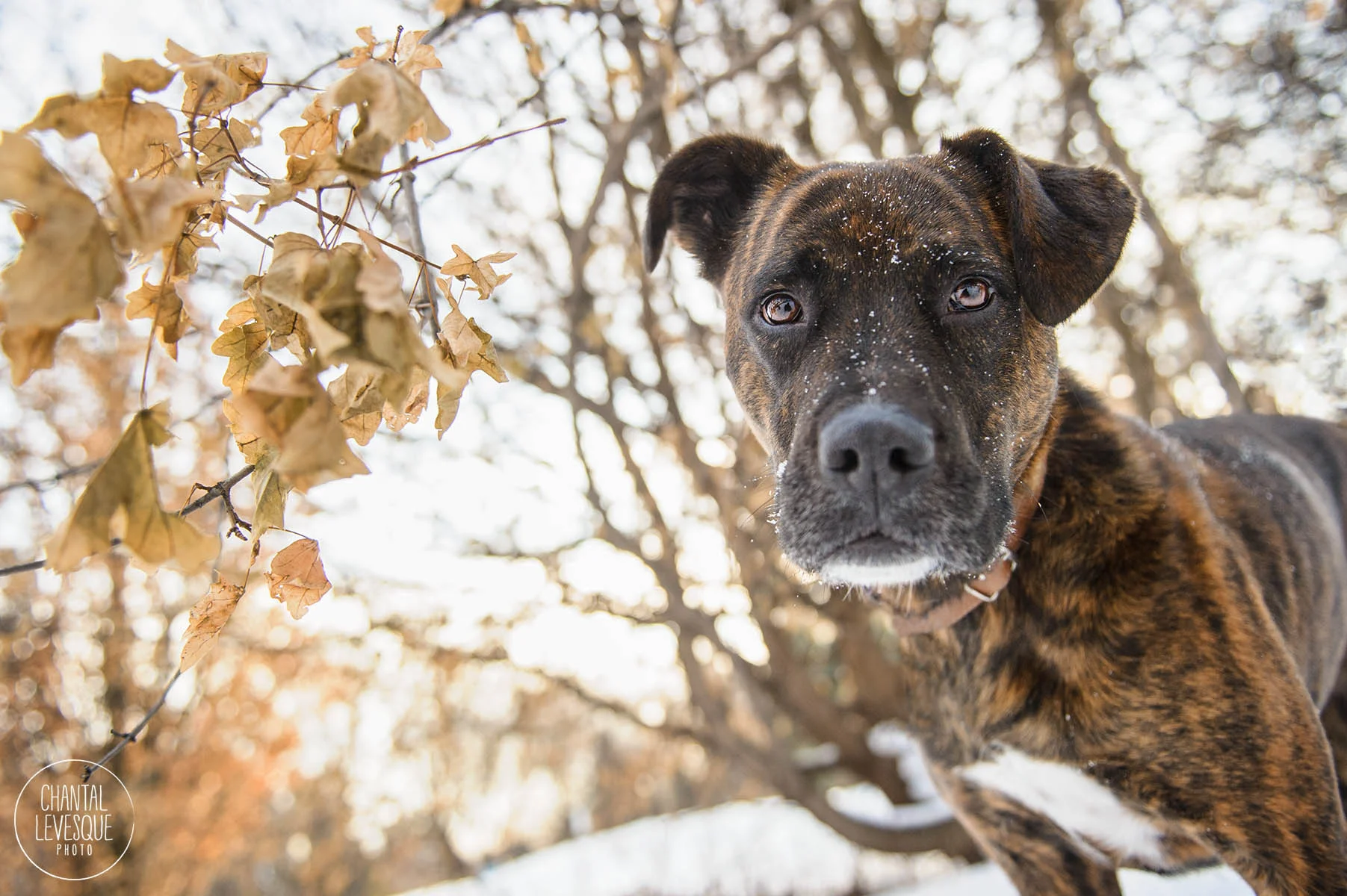 mutt-lifestyle-portrait-montreal.jpg