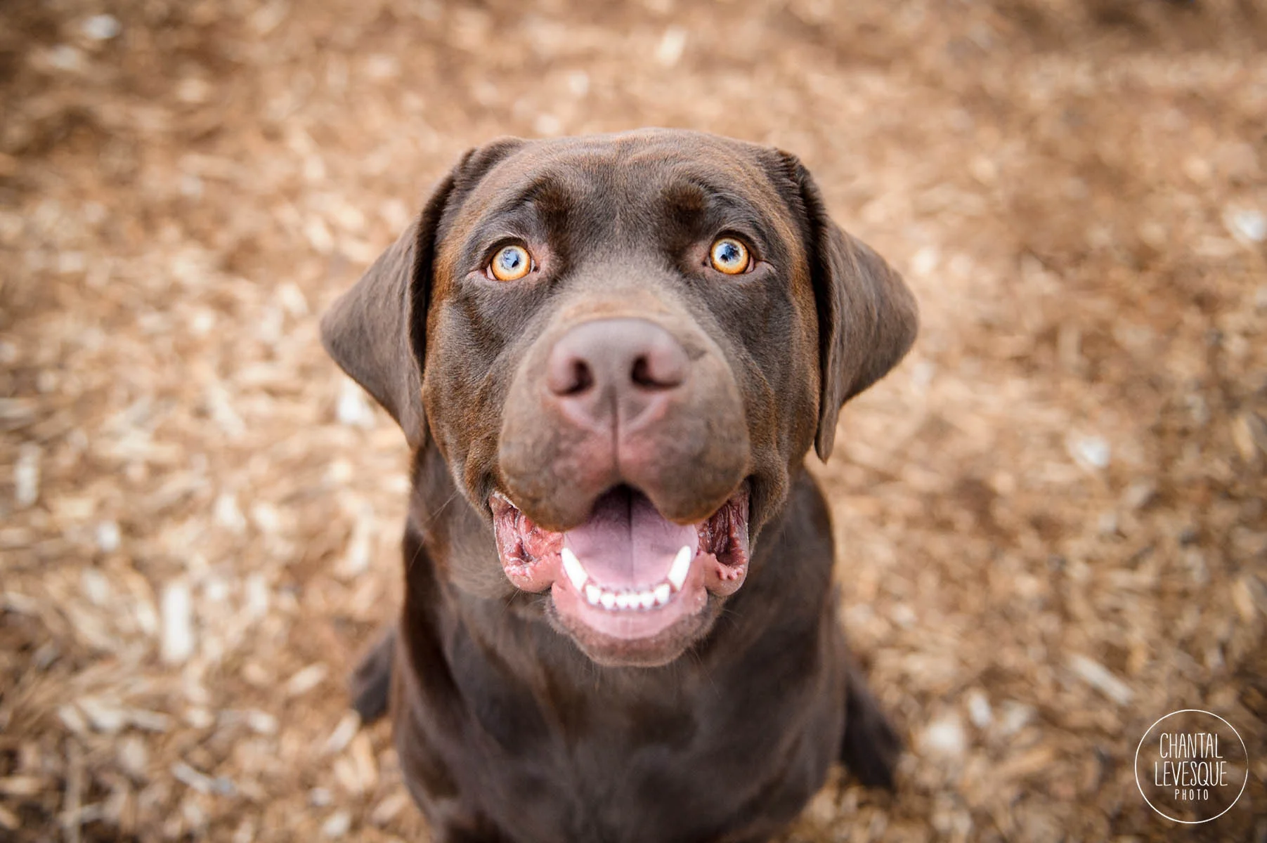 labrador-sourire-photographe-montreal.jpg