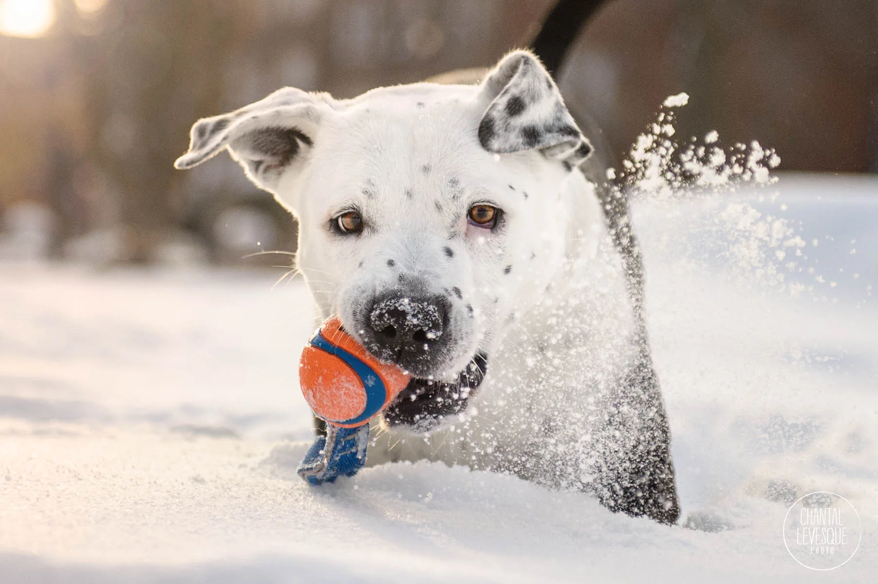 pitbull-ball-snow-photography-montreal.jpg