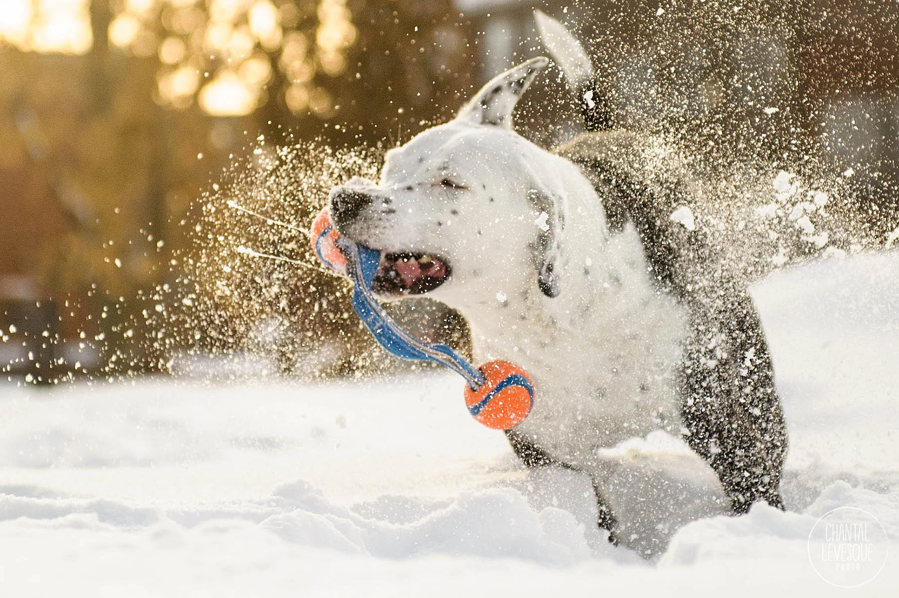 lifestyle-dog-photography-mtl.jpg