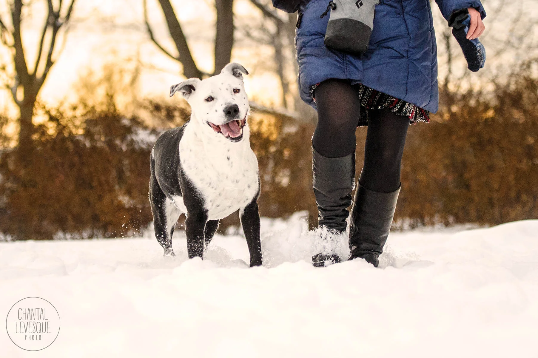 pitbull-snow-montreal.jpg