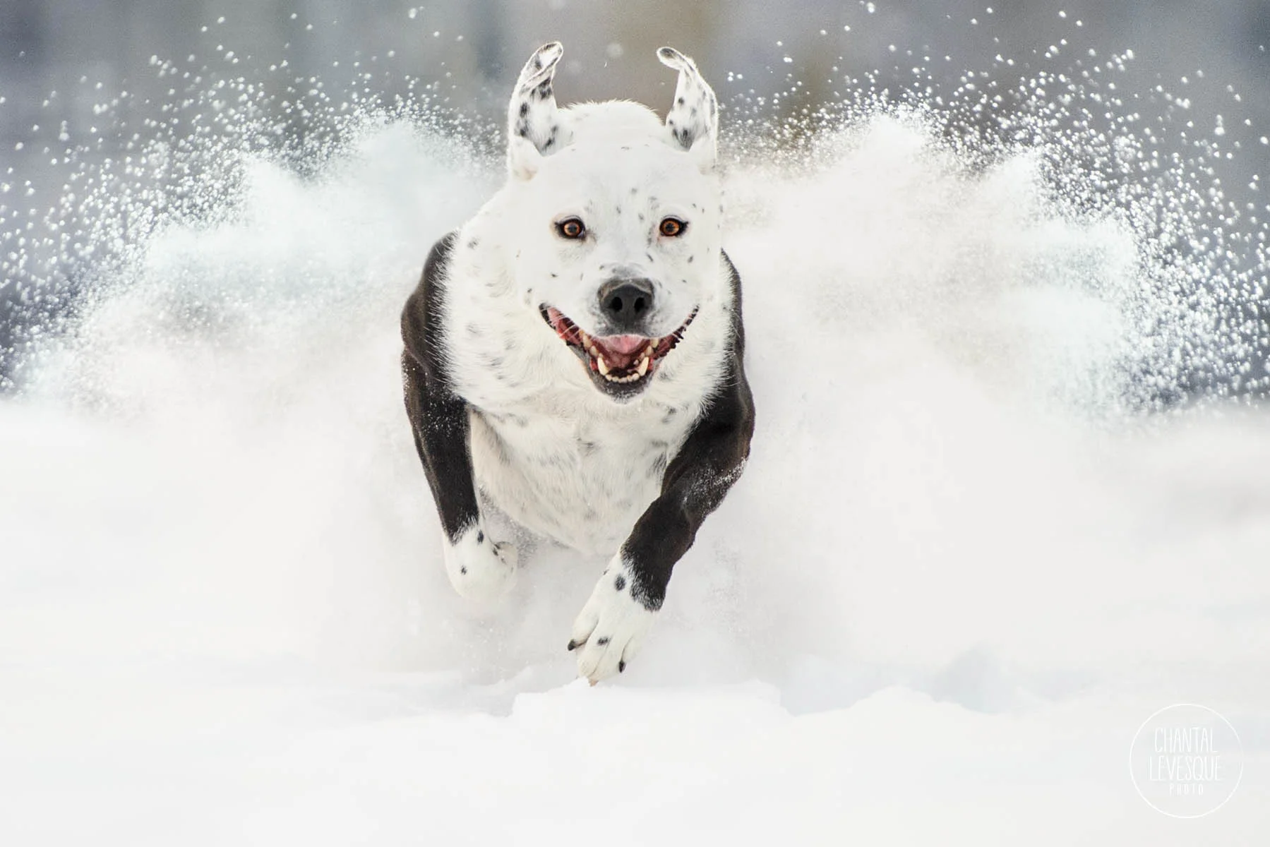 dog-running-snow-photography.jpg