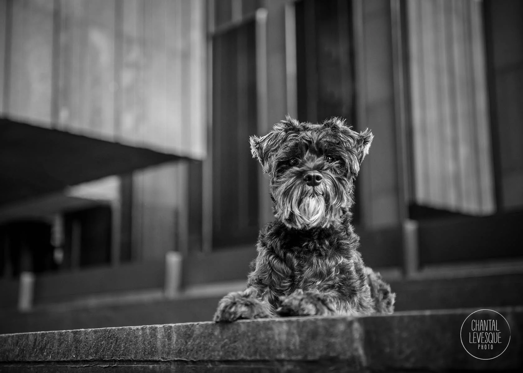 urban-dog-photography-quebec.jpg