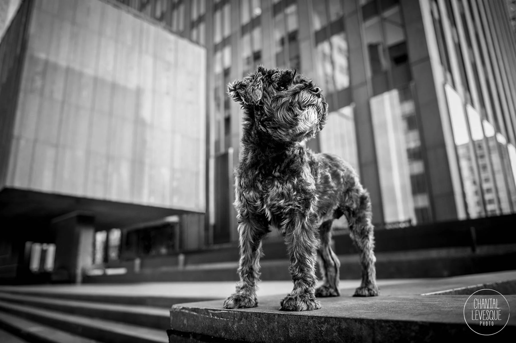 photographe-chien-urbain-mtl.jpg