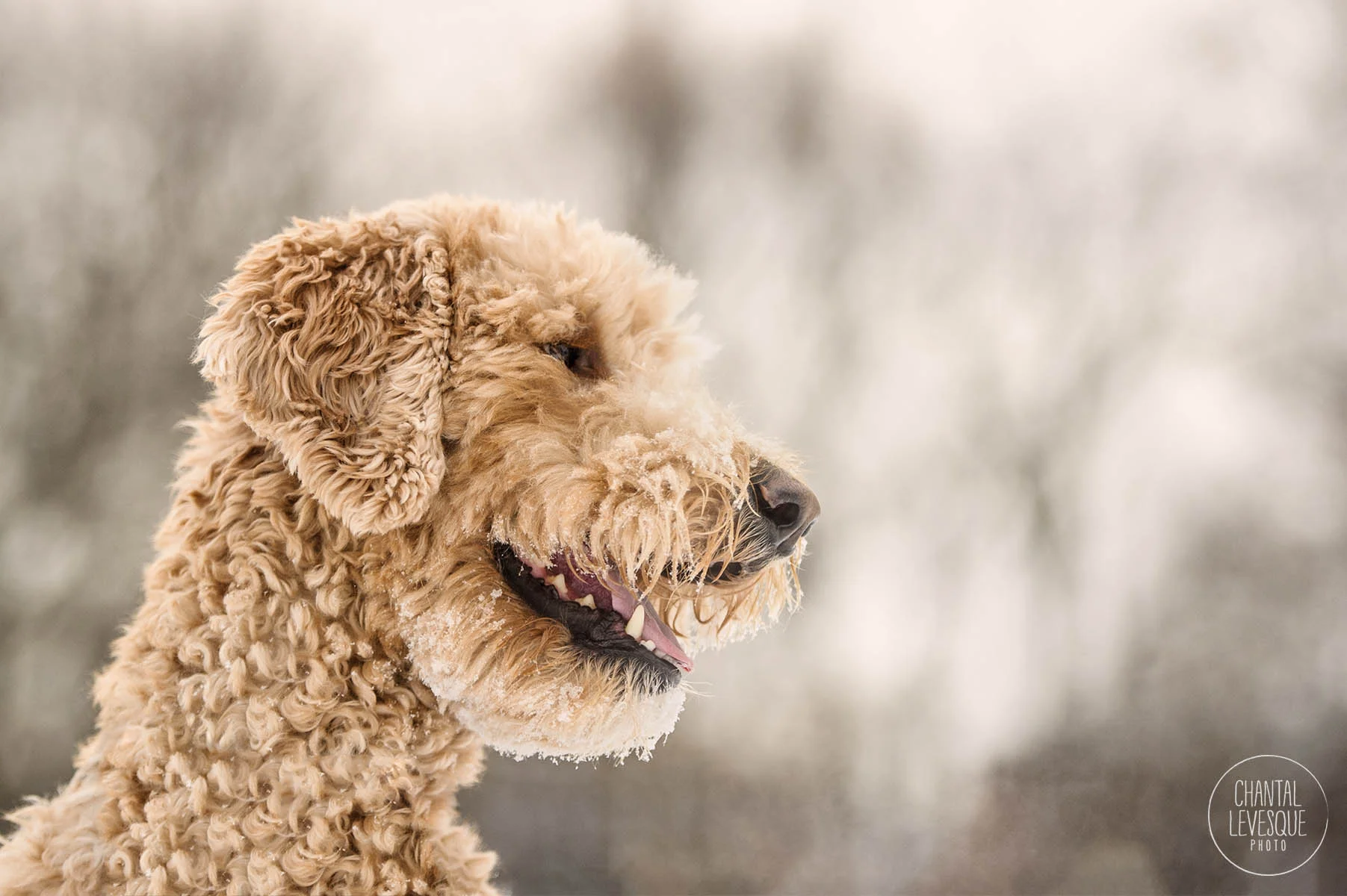 doodle-sourire-photographie-montreal.jpg