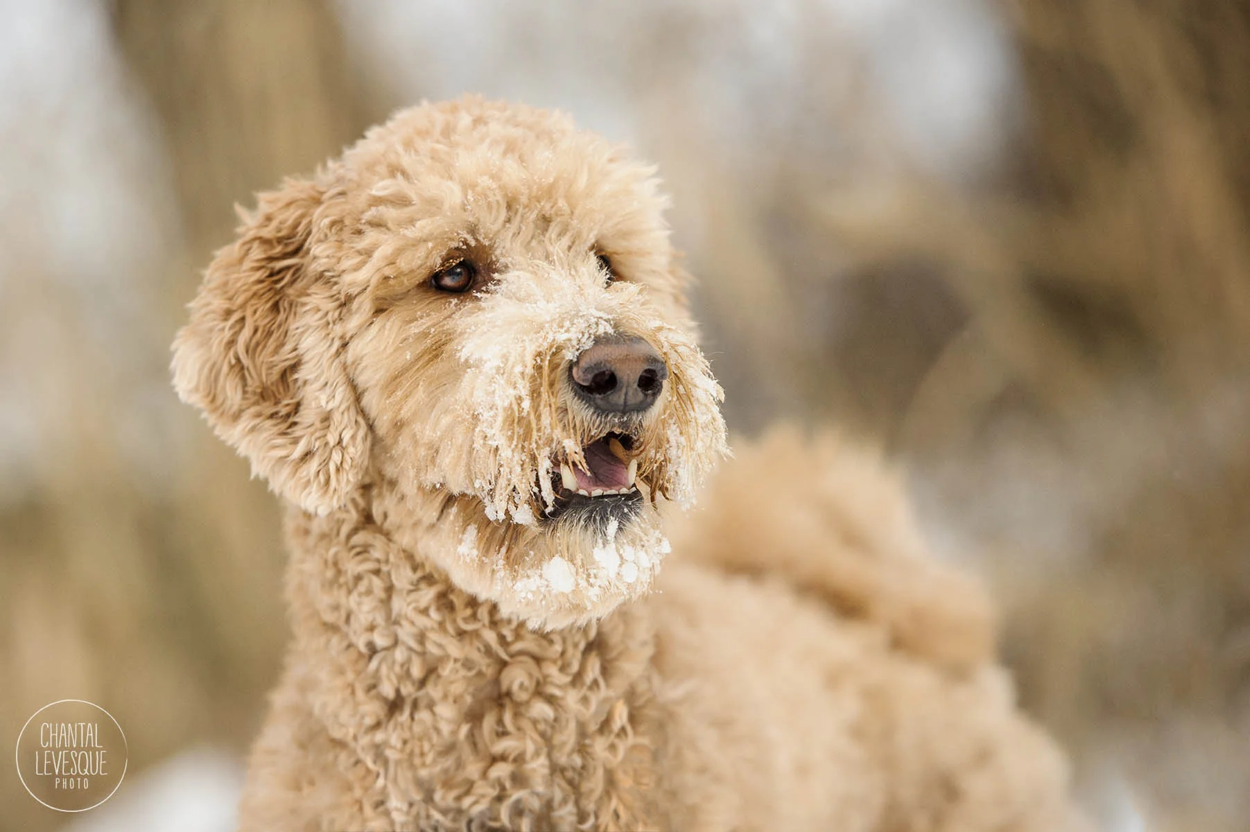 professional-photography-dog-canada.jpg
