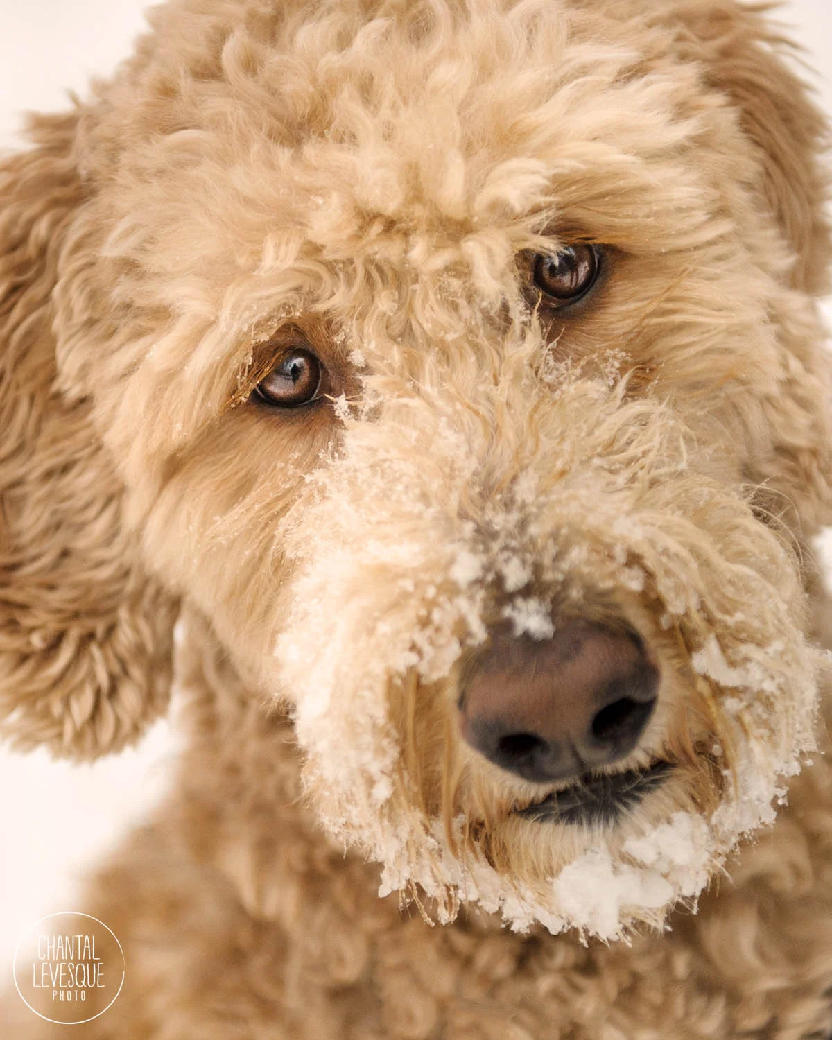 winter-portrait-dog-quebec.jpg