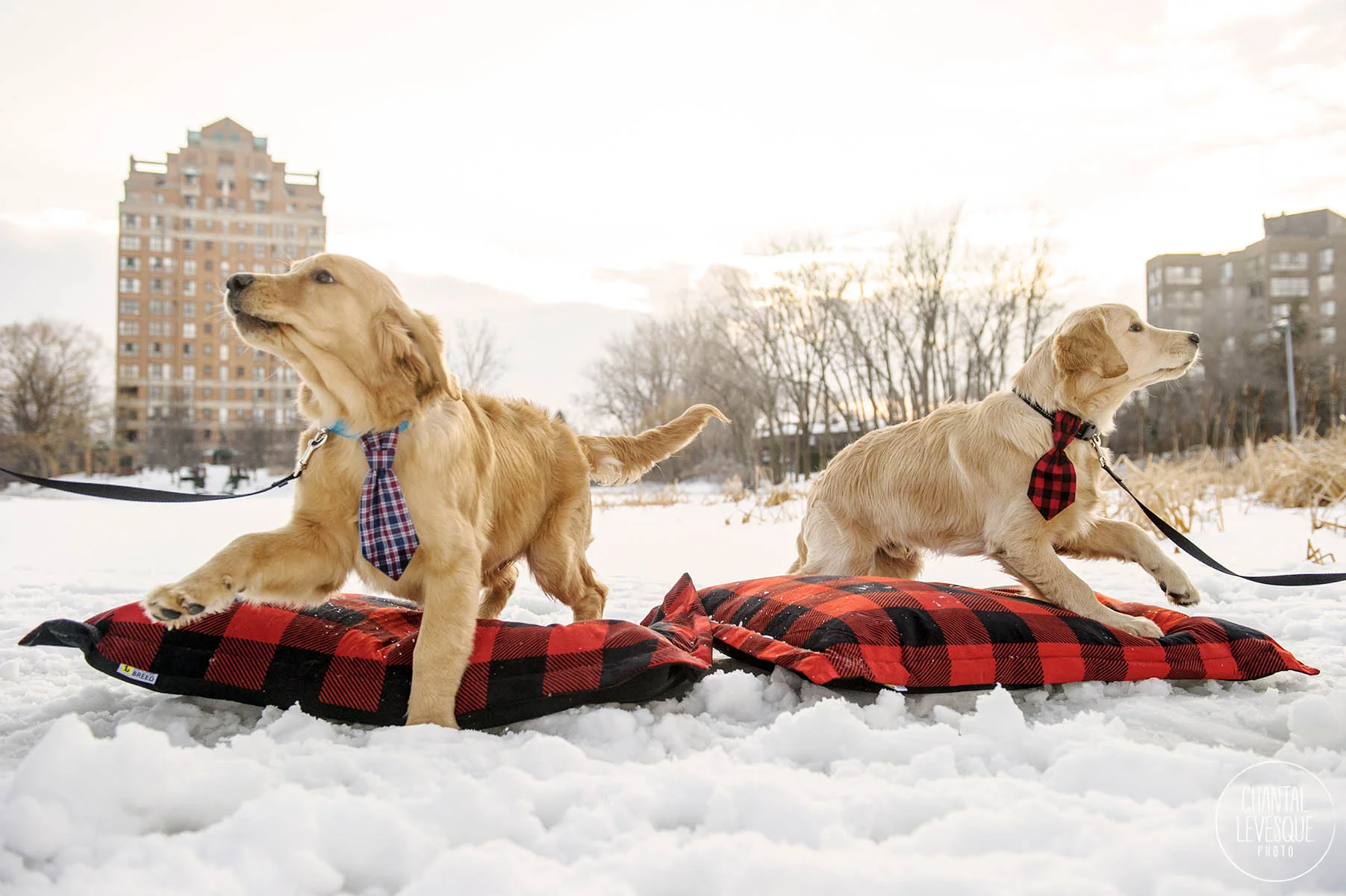 chiot-photographe-professionnelle-montreal.jpg