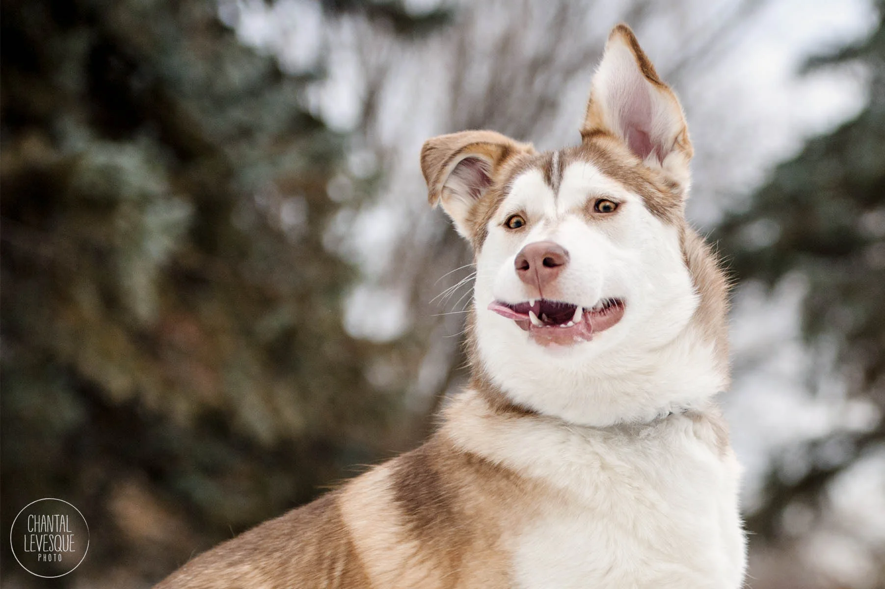husky-funny-face-photography.jpg