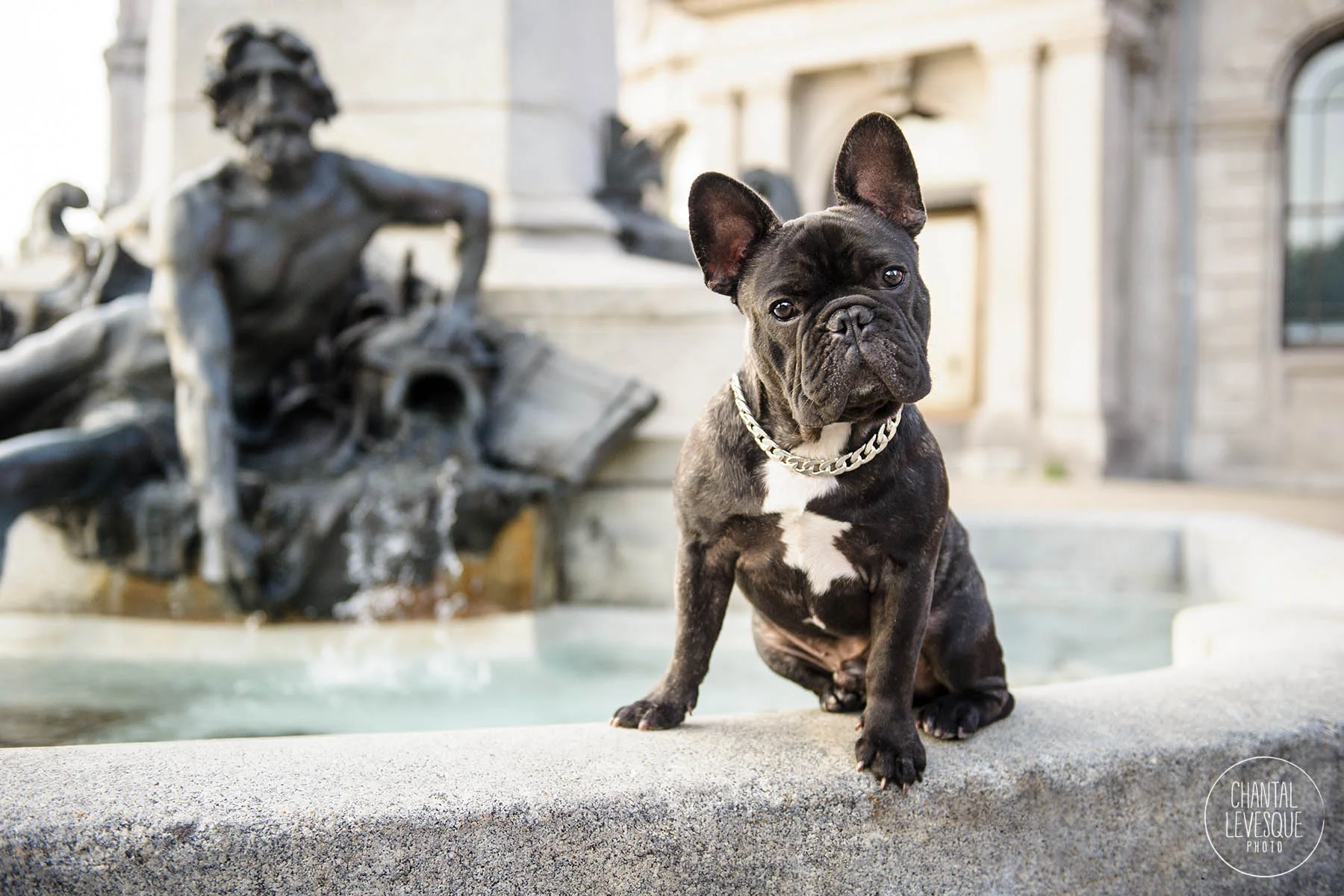 photographe-lifestyle-montreal-chien.jpg