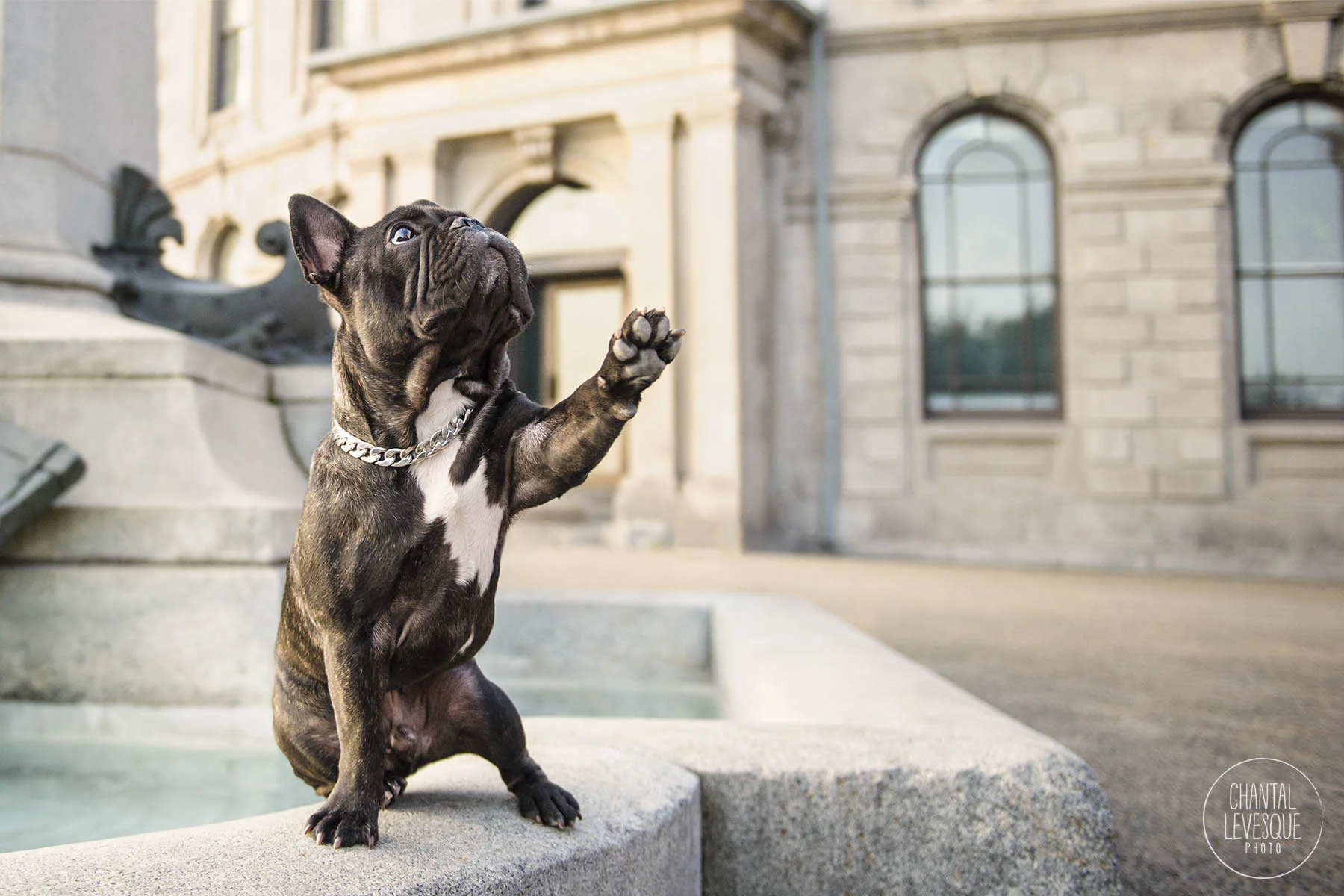 professional-dog-photographer-montreal.jpg