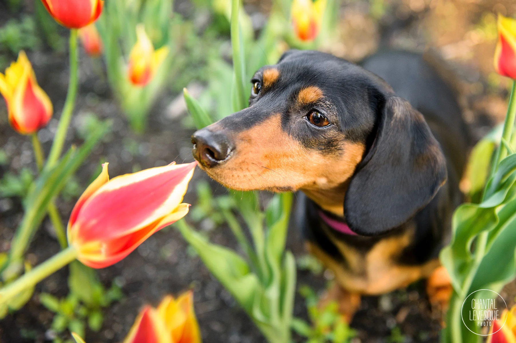 Lily