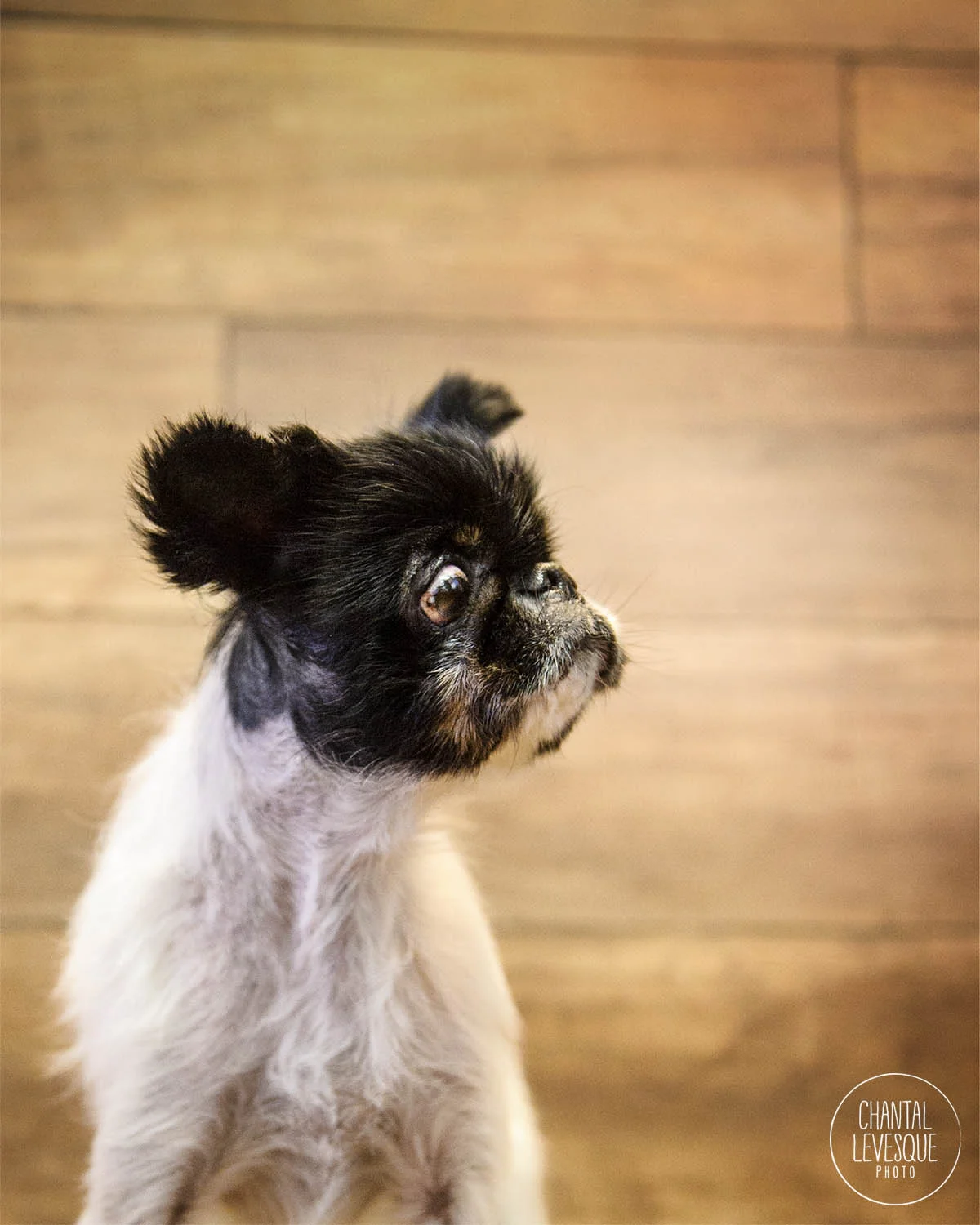 Wally-2661-web.jpg