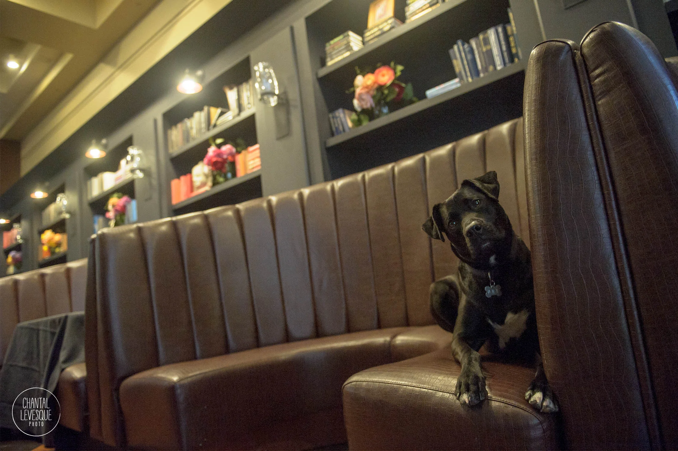 AnimalHaus-blog-3683-web.jpg