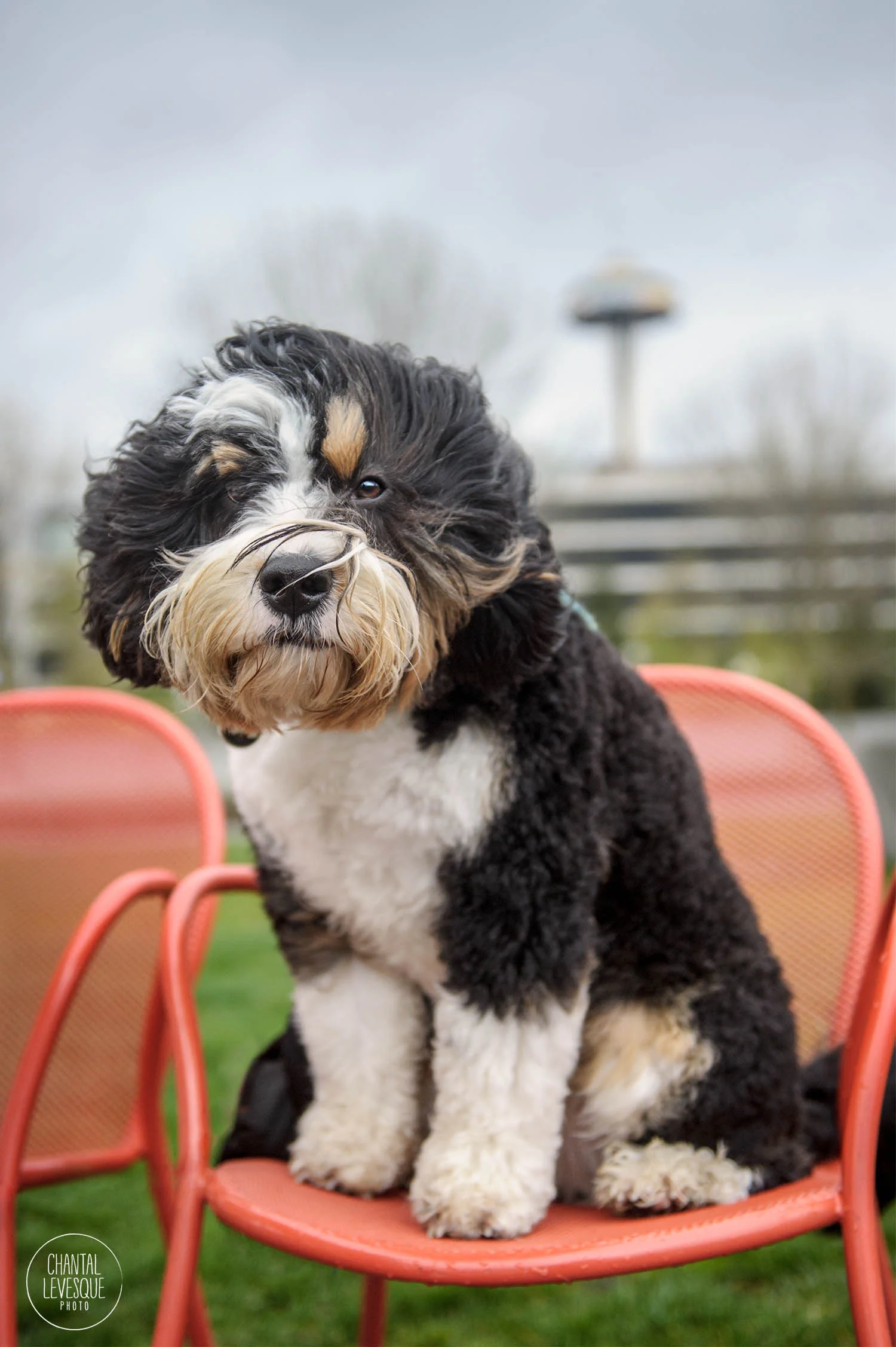 AnimalHaus-blog-4091-web.jpg